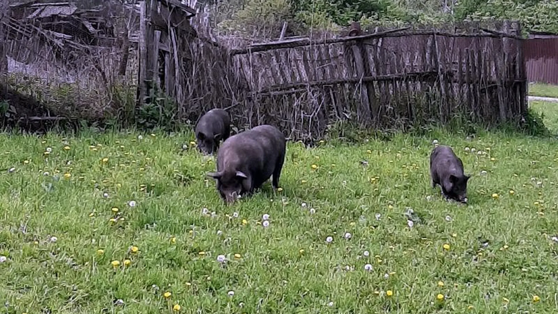 Фермер устроил пастбище для свиней в чужих огородах под Подольском