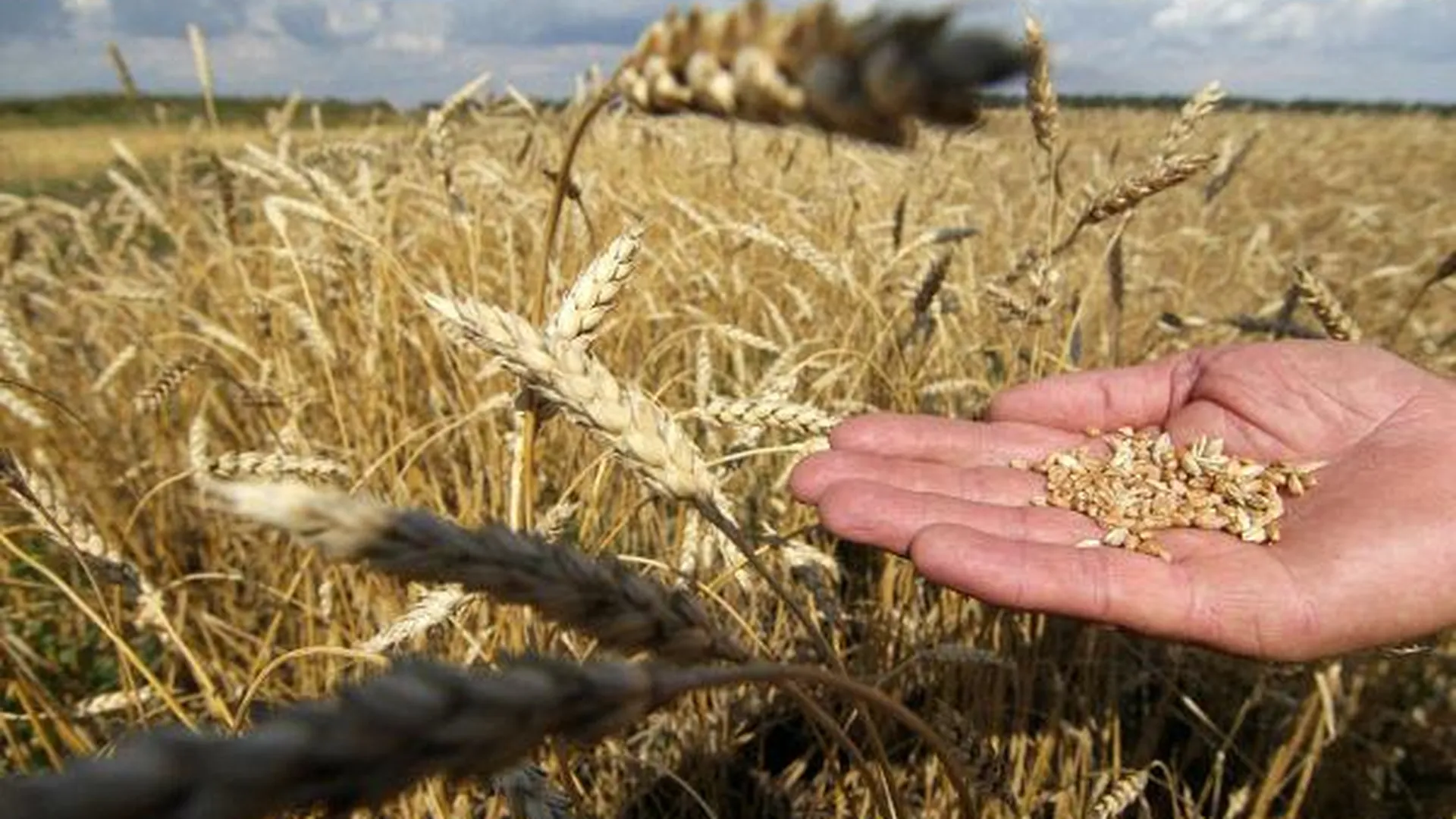 В Зарайском районе намолотили свыше 68 тонн зерна