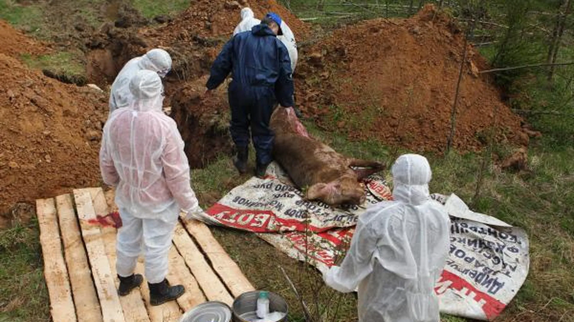 Три свалки с мертвыми животными обнаружили в Подмосковье