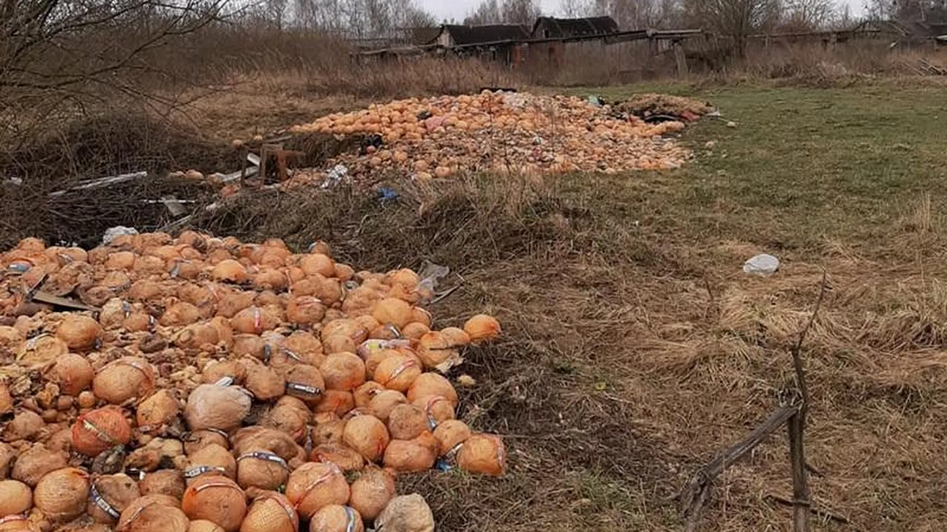 Фруктовую свалку на отшибе города обнаружили жительницы Дмитрова