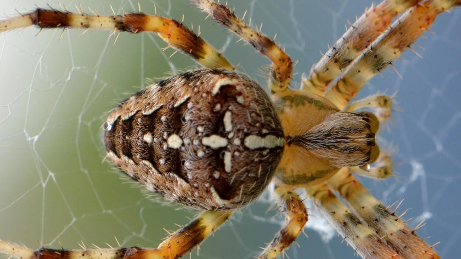 AP: в Австралии обнаружили самого большого ядовитого паука