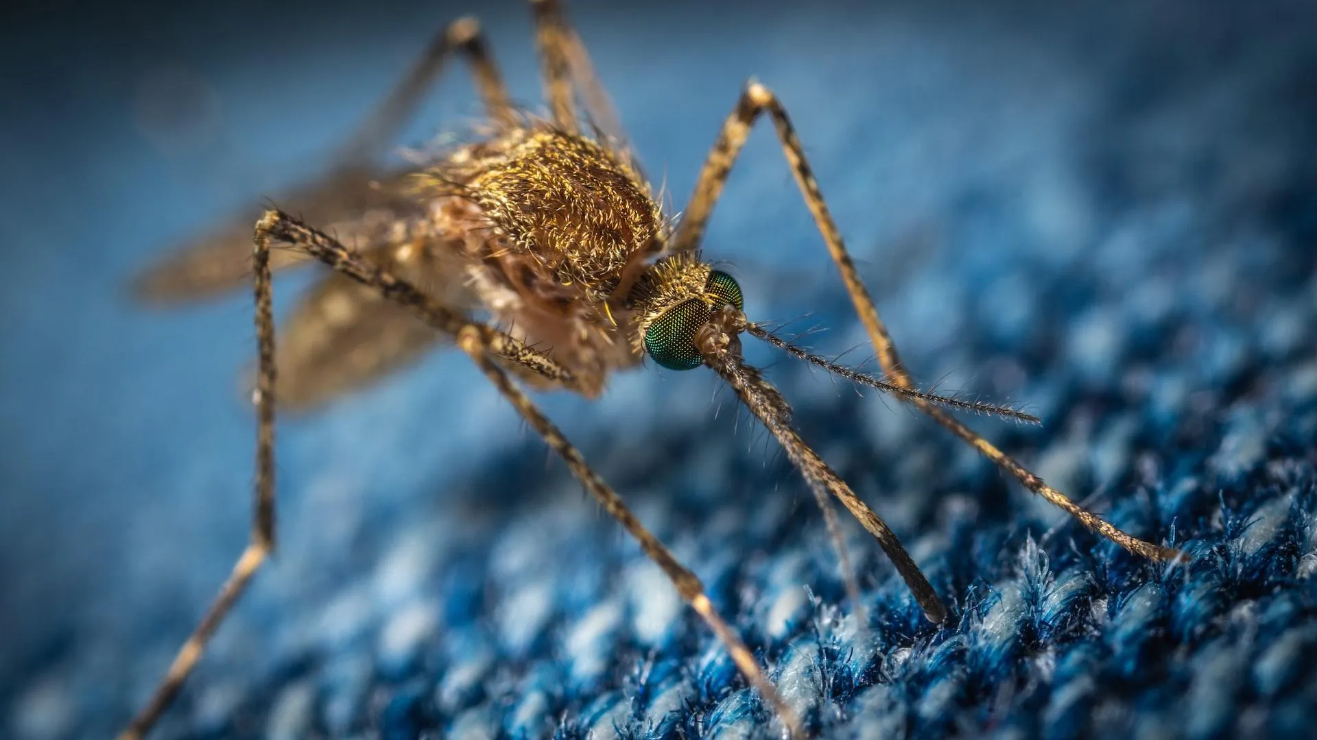Вирус Зика — вид вирусов рода Flavivirus (семейство Flaviviridae), переносимый комарами рода Aedes