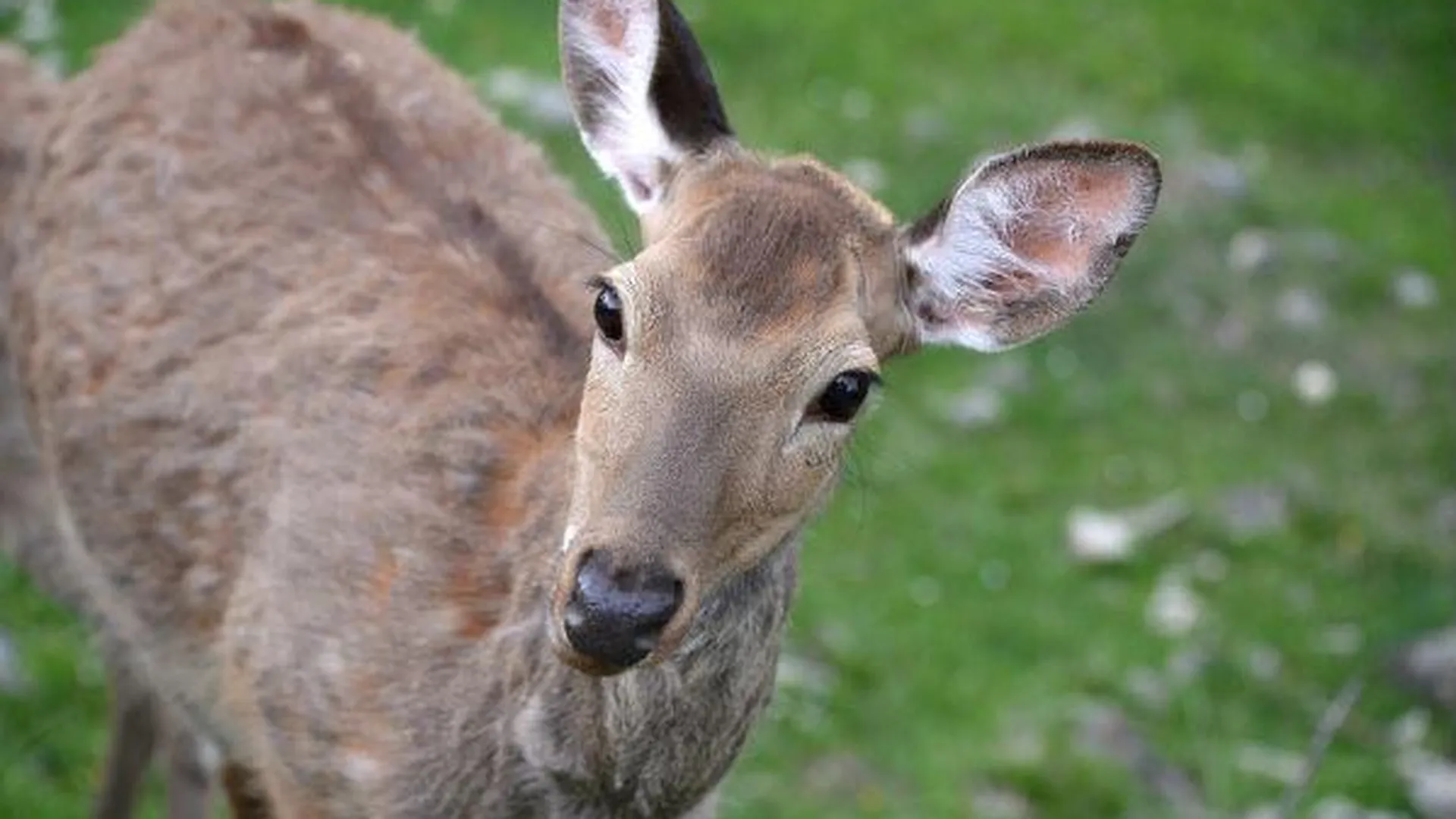 Беременная олениха погибла от пули браконьера в Ожерелках