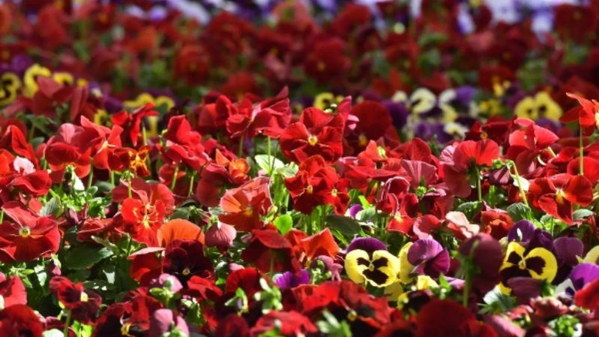 Пятьдесят тысяч цветов и кустарников высадят в Дзержинском летом