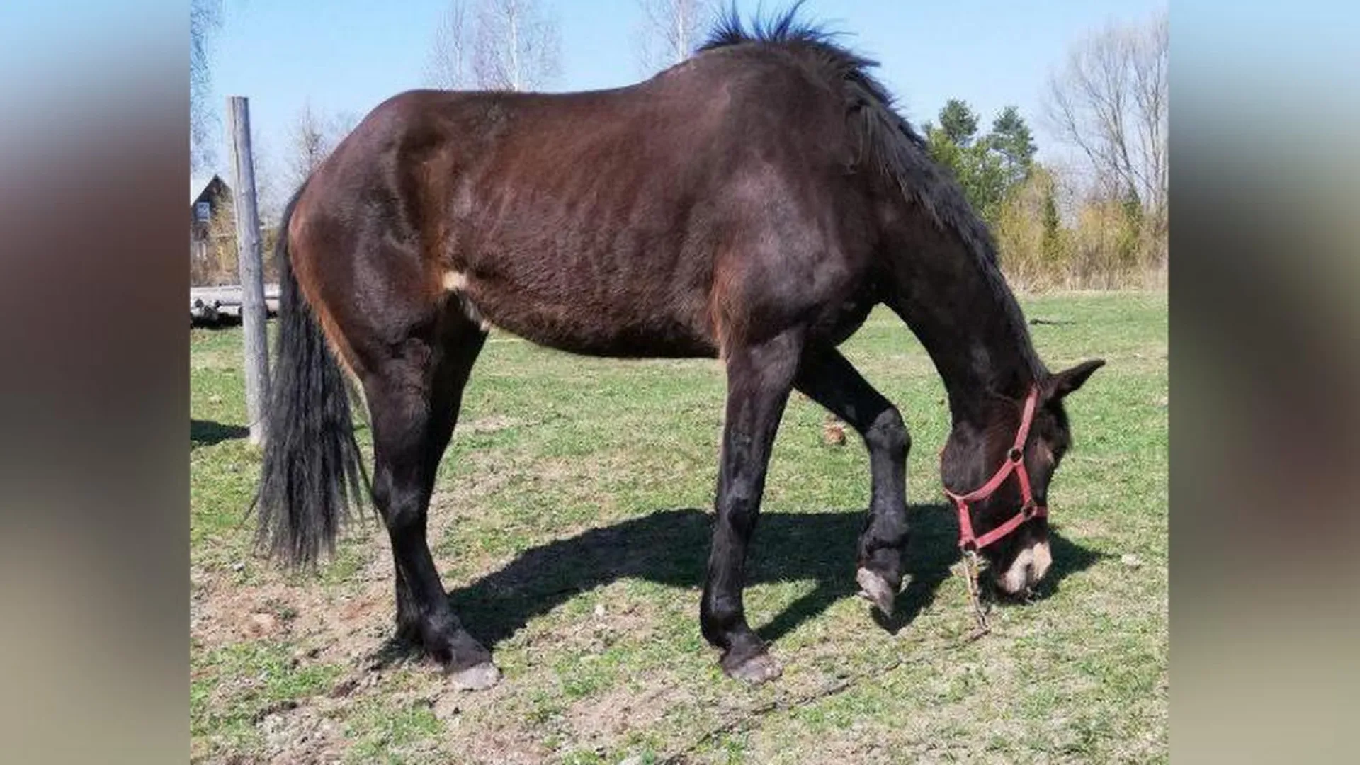 Украденную лошадь вернули многодетной семье из Подмосковья охотники 