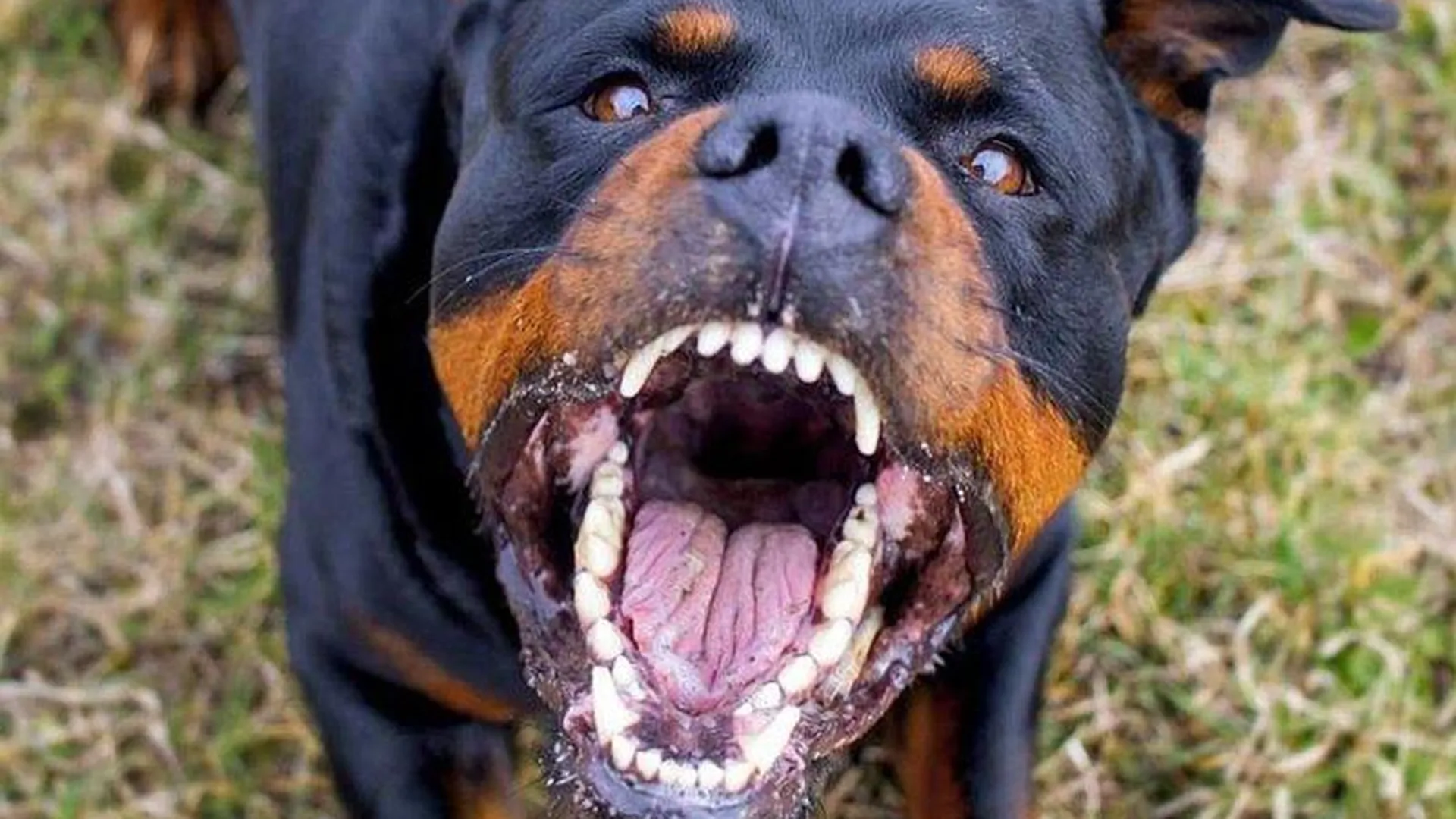 Почему собаки опасны. Ротвейлер бойцовская. Бойцовские породы собак ротвейлер.