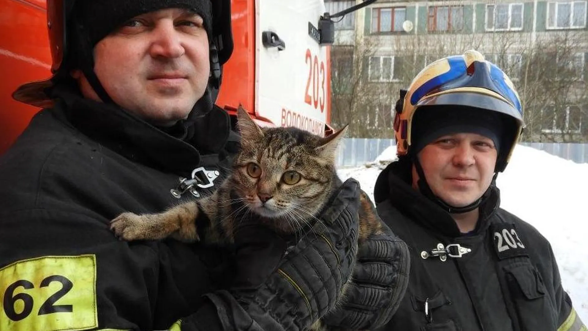 День спасения кошек. День кошек. Кошачьи будни. День спасения кошки. Береты для пожарных и спасателей.