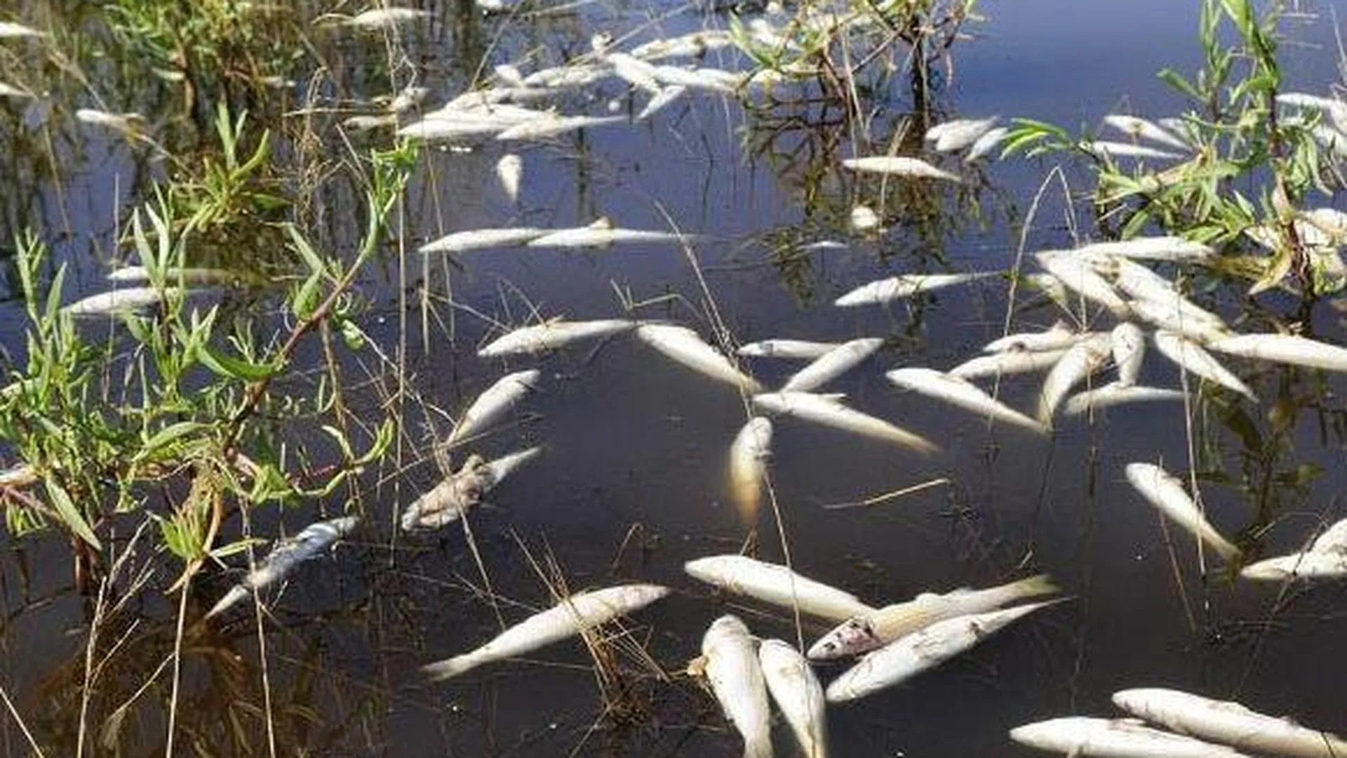 Тайцев, погубивших рыбу в Подмосковье, оштрафовали на 290 тысяч рублей