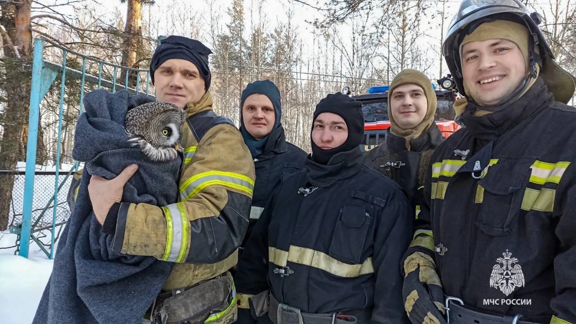 Заваленную снегом сову спасли в Пермском крае