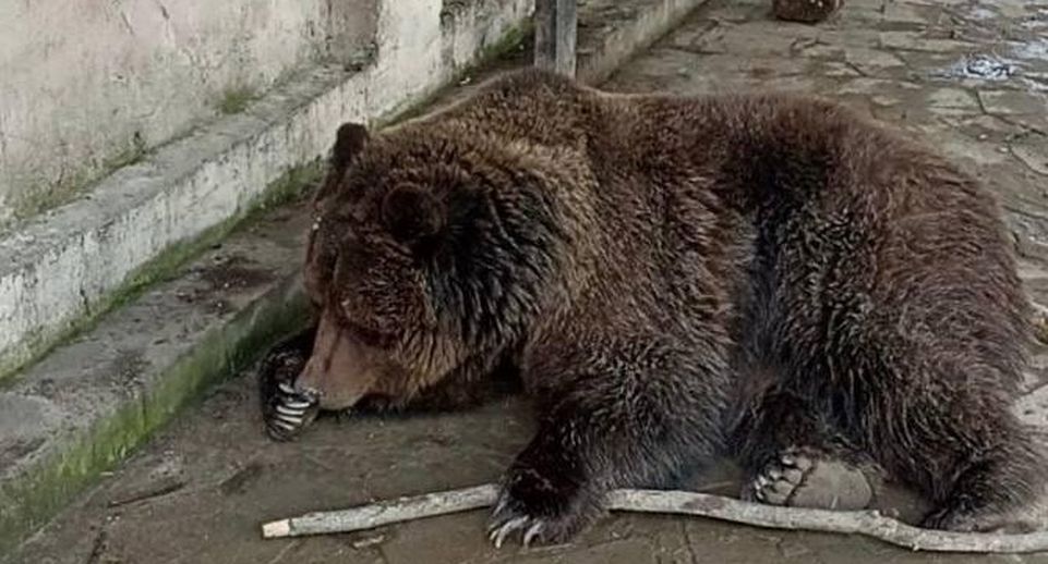 МЧС показало видео спасения медведей из пожара в Евпатории