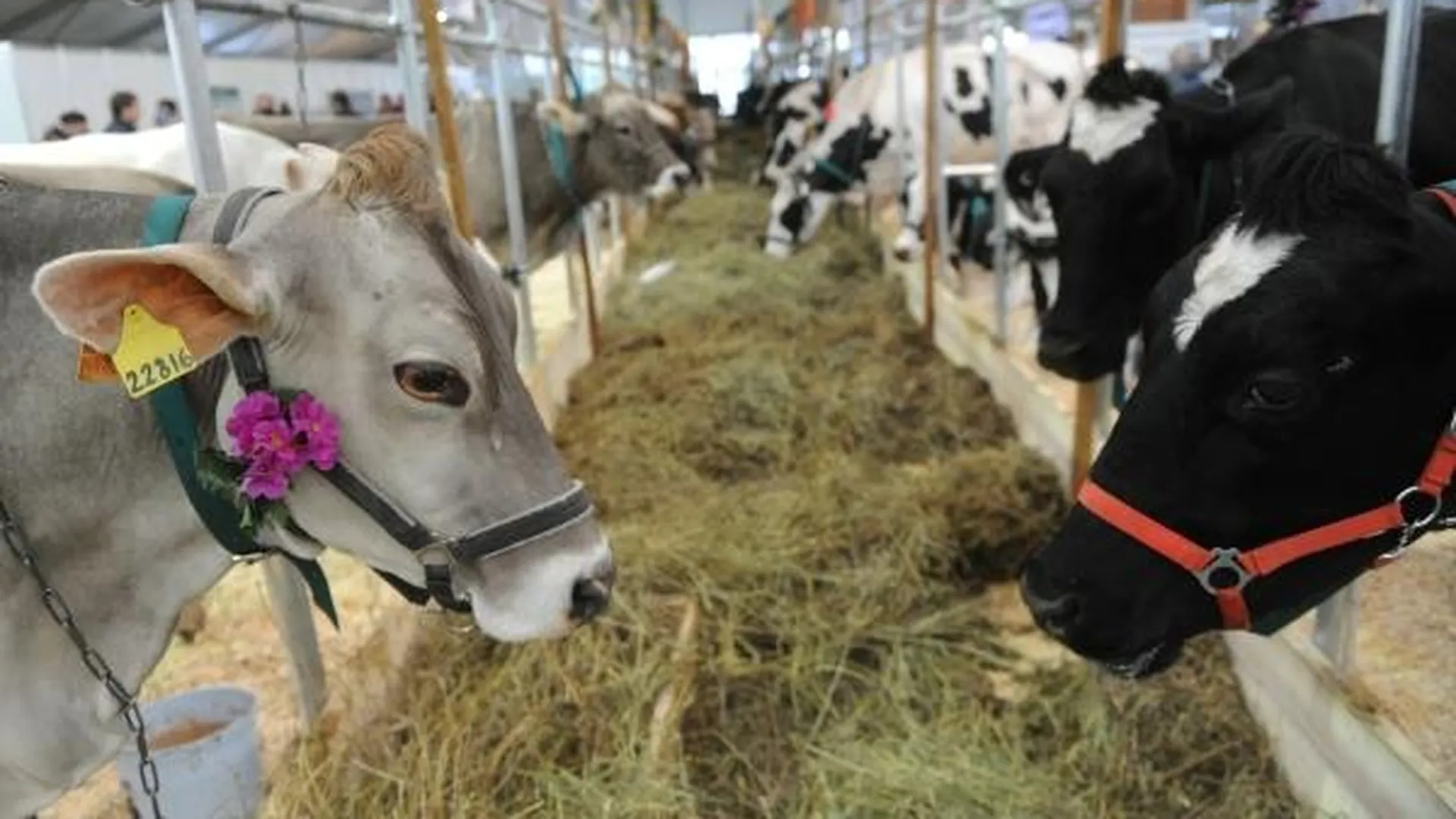 Больных лейкозом коров не останется в Подмосковье в 2016 г - Барсуков