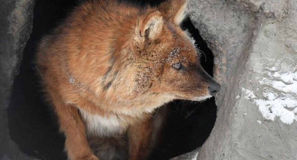 ОЭЗ «Технополис Москва» взяла под опеку красного волка Рона из столичного зоопарка
