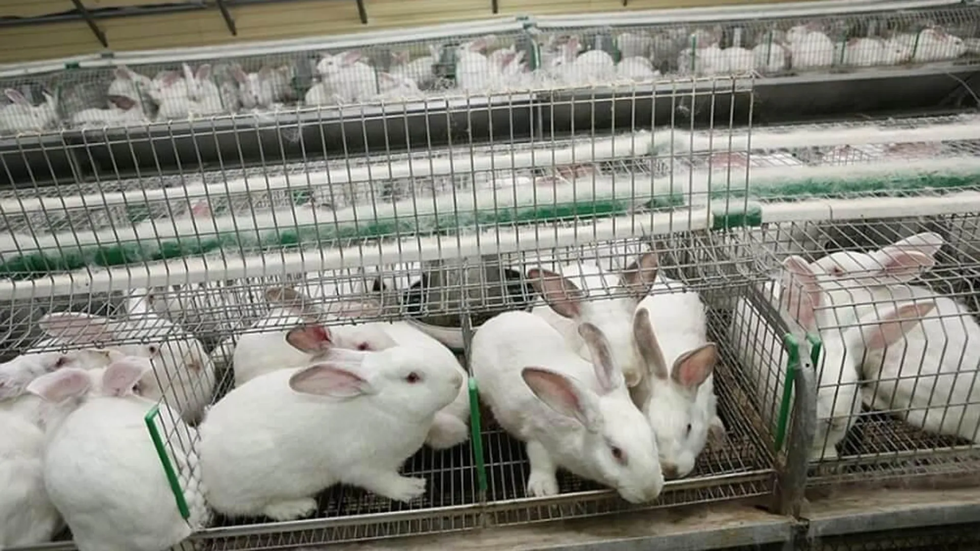 Почти сорок тысяч кроликов разводят в Московской области