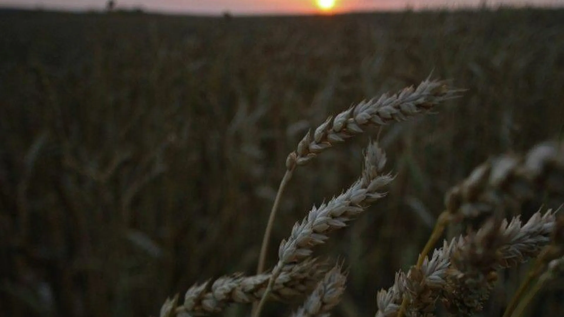 Более 36 тысяч гектаров земель ввели в сельскохозяйственный оборот в Подмосковье
