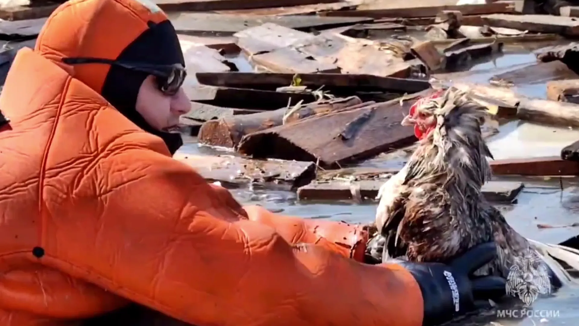 Спасатели вызволили дюжину куриц из затопленного хозяйства под Тюменью