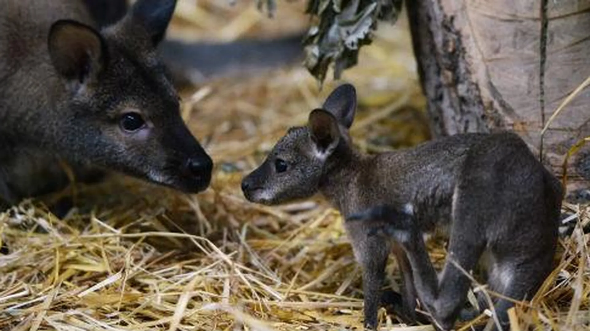 Кенгуру и оленей завезут в контактный зоопарк в Люберцах