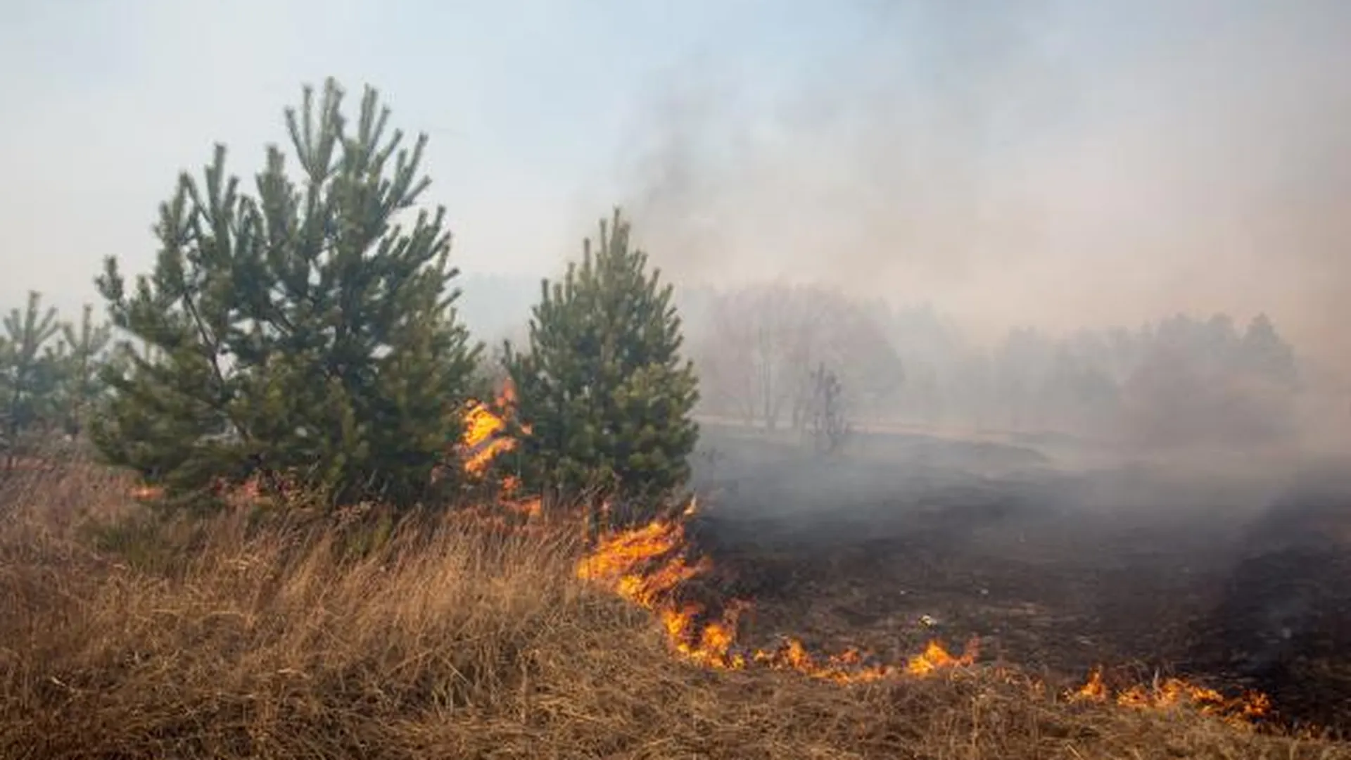В Клинском районе будут штрафовать за выжигание травы