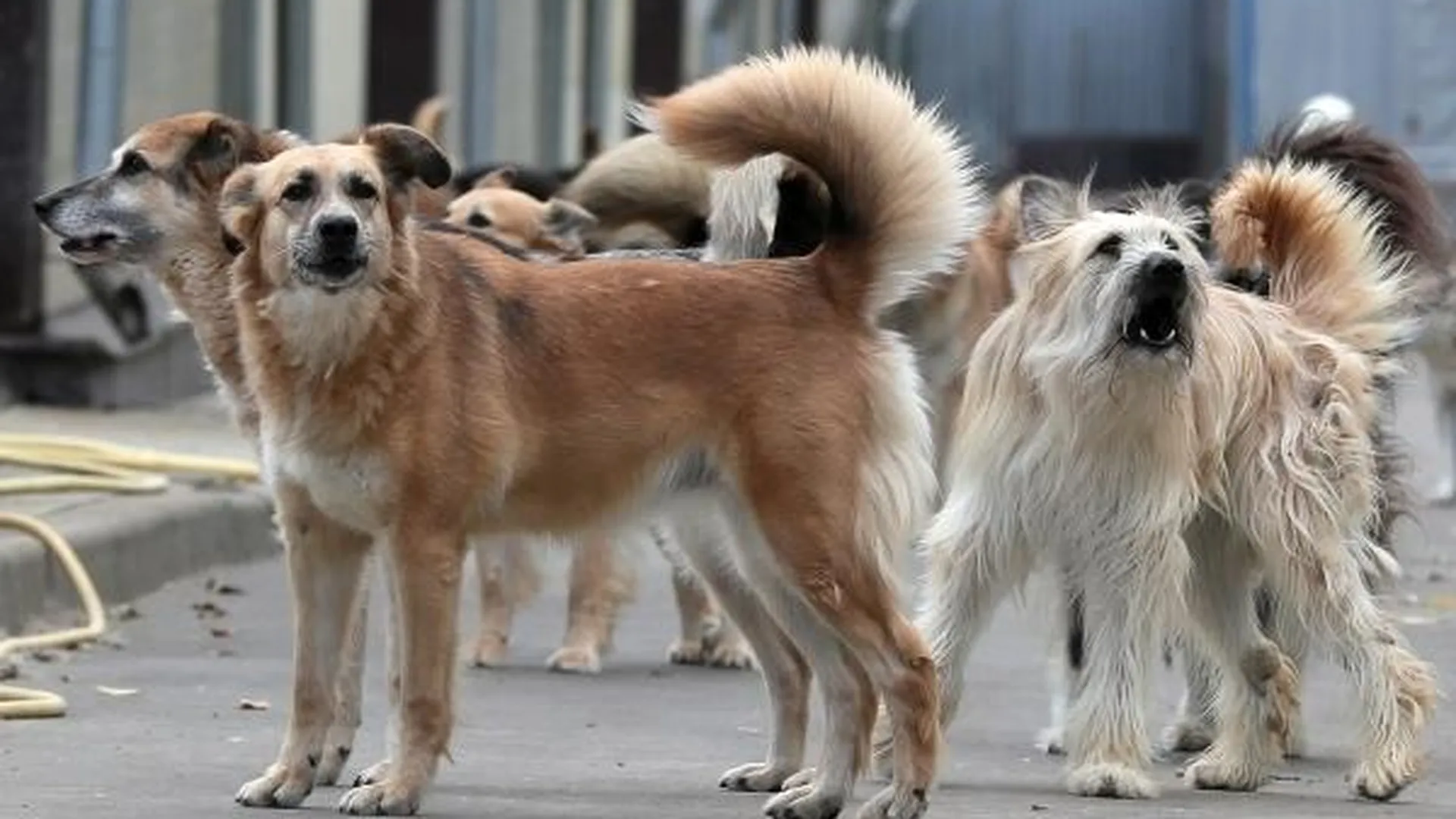 Жители Мытищ заподозрили, что бродячих собак в город завозят для истребления бездомных кошек 