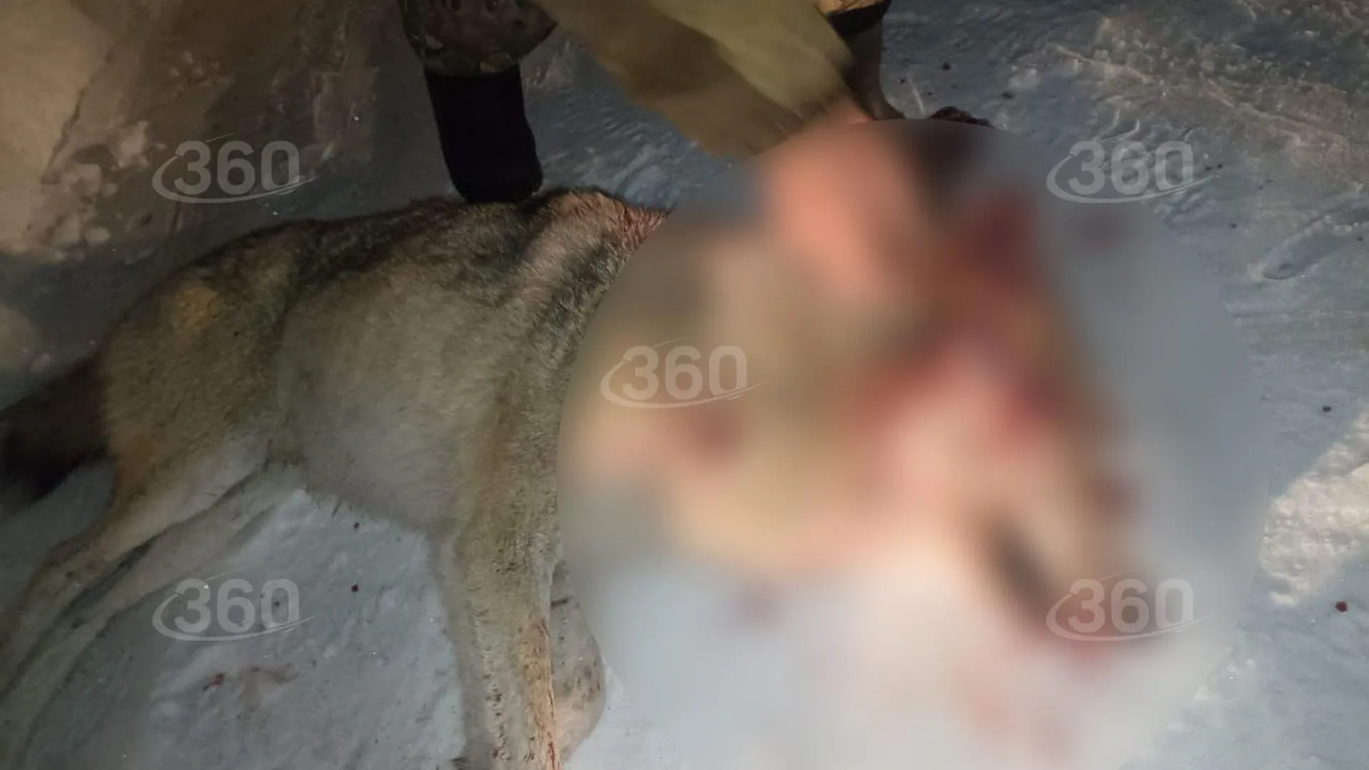 «Стояла вся окровавленная». Жительница Курганской области — о гибели женщины после нападения волка