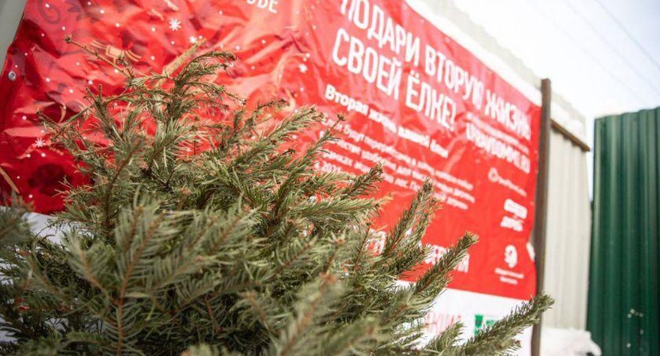 Акция «Подари елке вторую жизнь» пройдёт в Красногорске