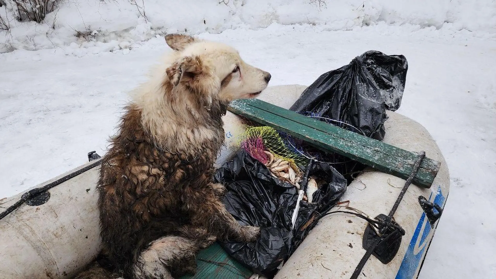 В Мытищах экологи и сотрудники «Водоканала» спасли собаку, которая провалилась под лед реки