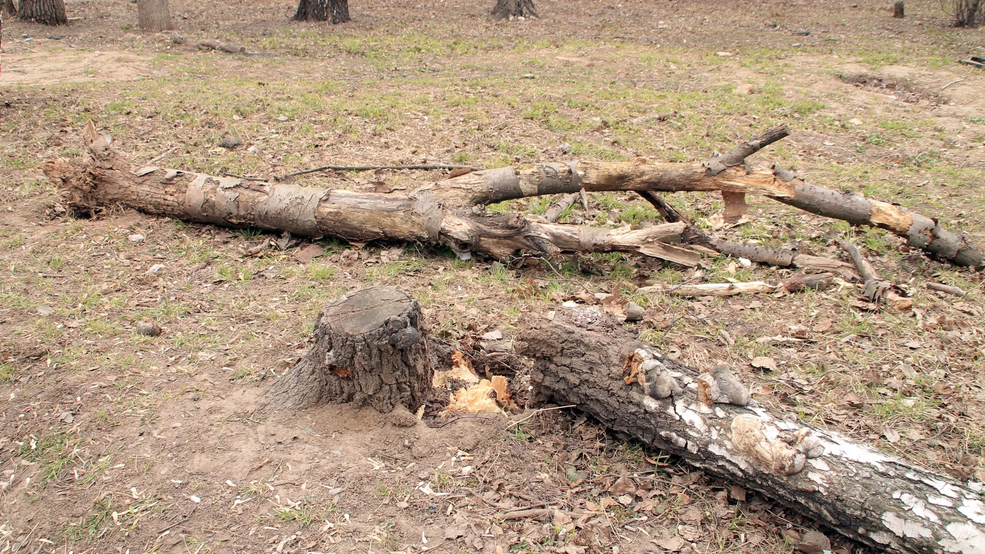 Вырванное с корнями дерево рухнуло на детский интернат в Туле