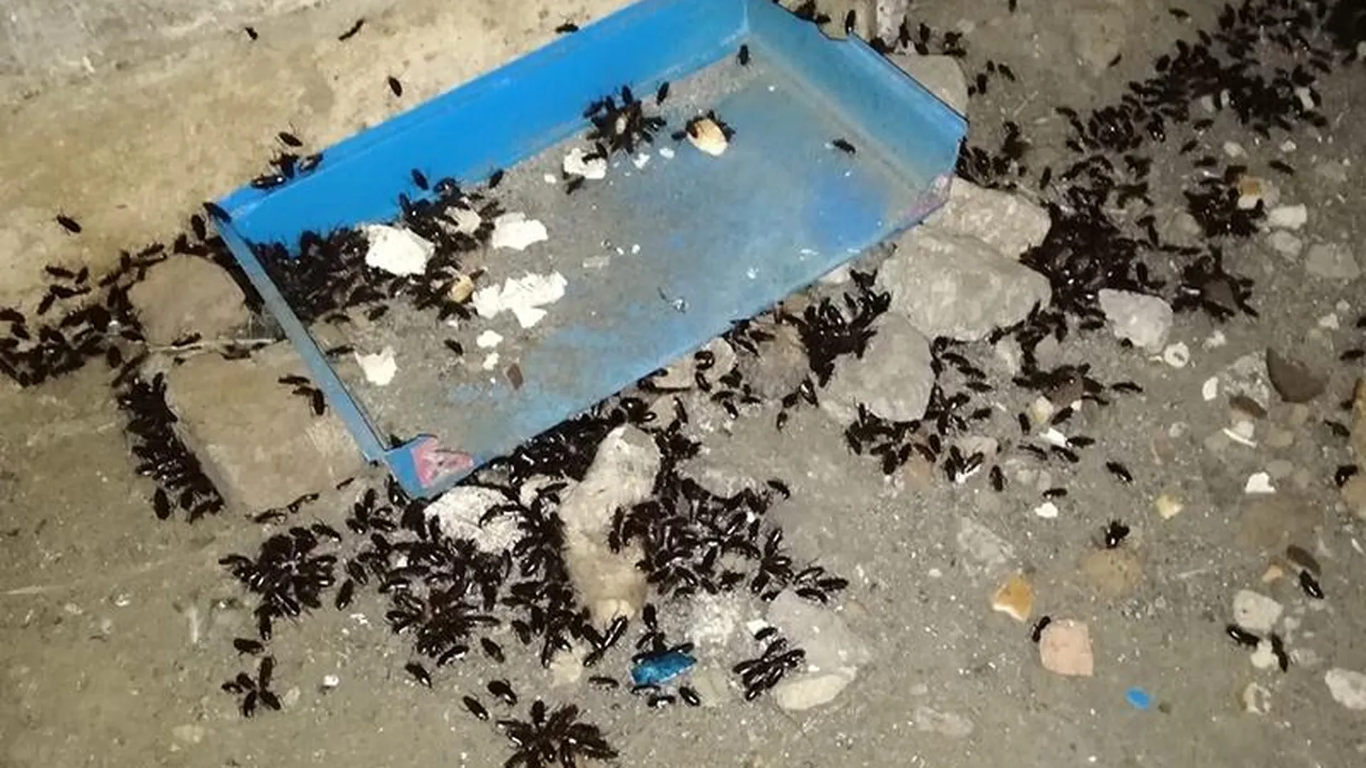 Черные тараканы атаковали люки в Серпухове, чтобы урвать остатки пищи для бродячих животных