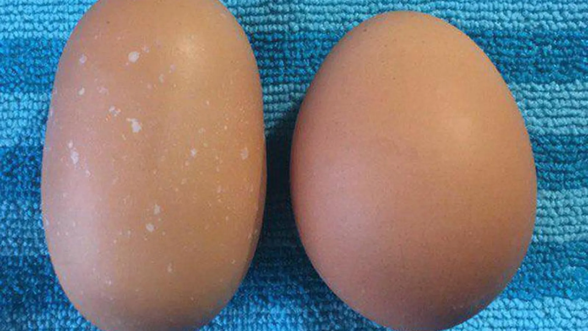 Куриное яйцо-мутант попалось в упаковке жительнице Ивантеевки
