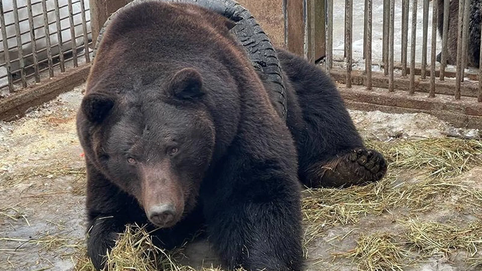 Спасатели в Подмосковье сняли с медведя шину, которую он ухитрился надеть на себя