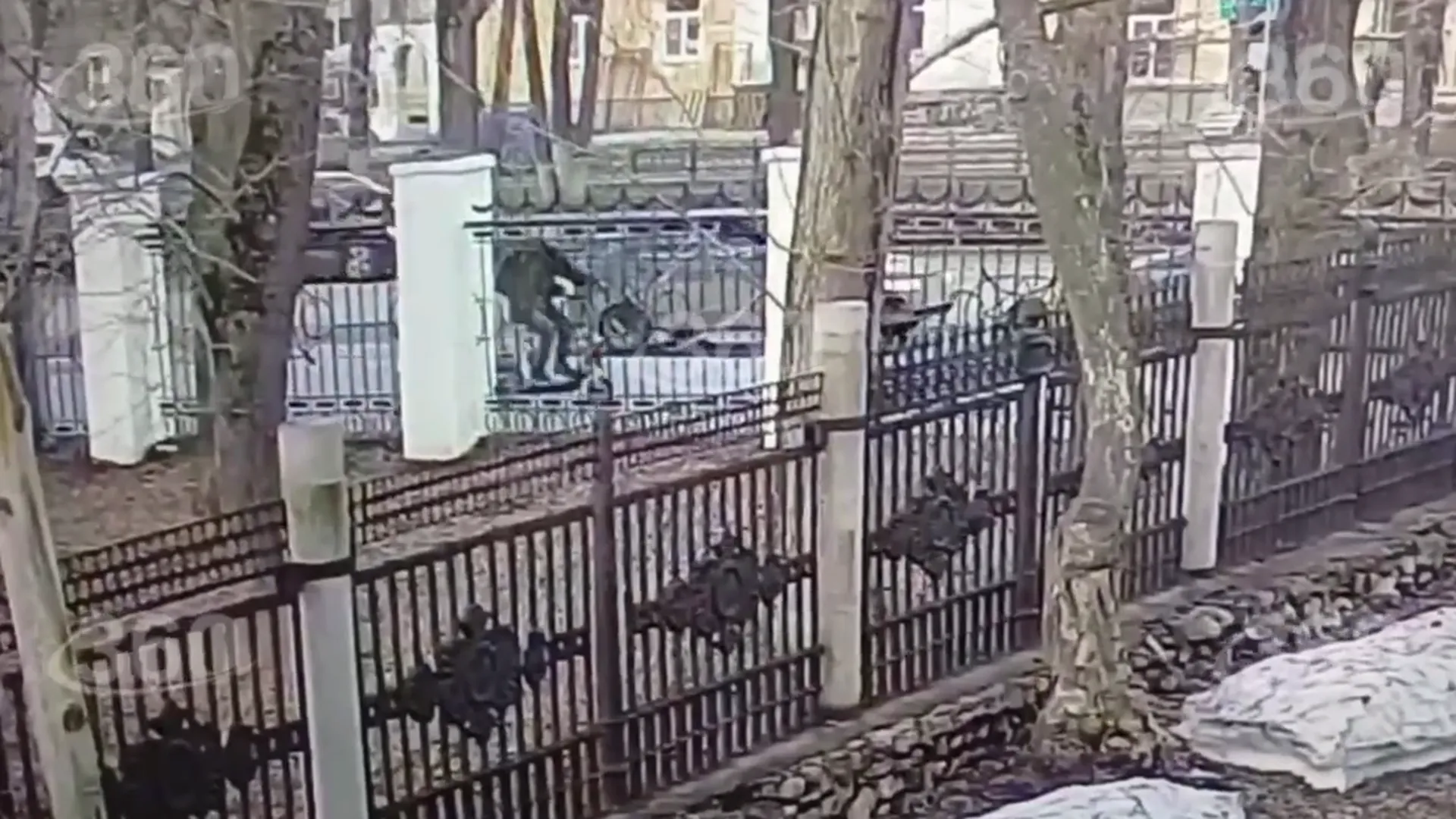 Самокатчик снес женщину с собакой в Кирове