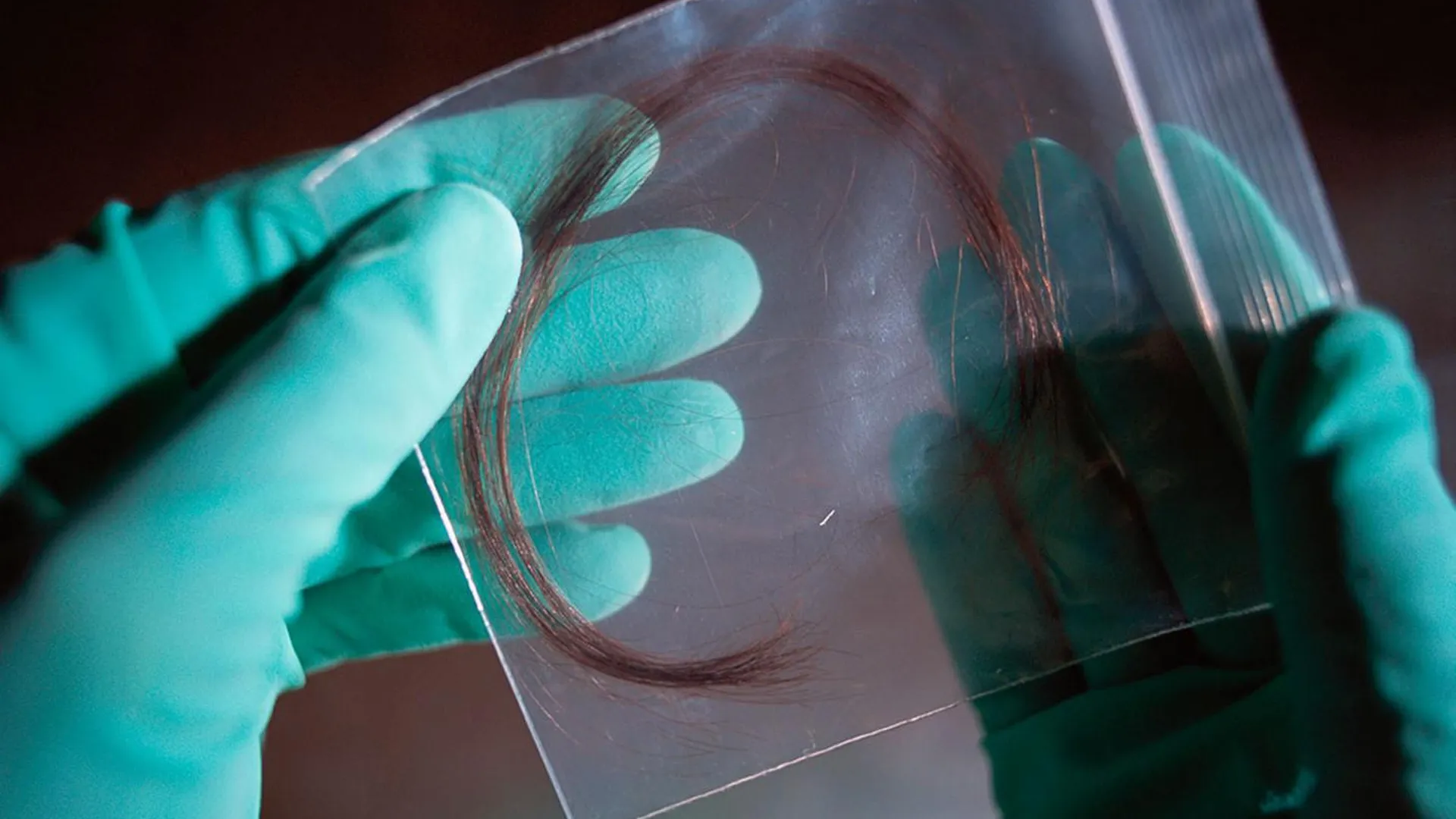 Генетика слюна. Судебно-медицинское исследование волос. Экспертиза волос в криминалистике. Следы биологического происхождения. Волосы криминалистика.