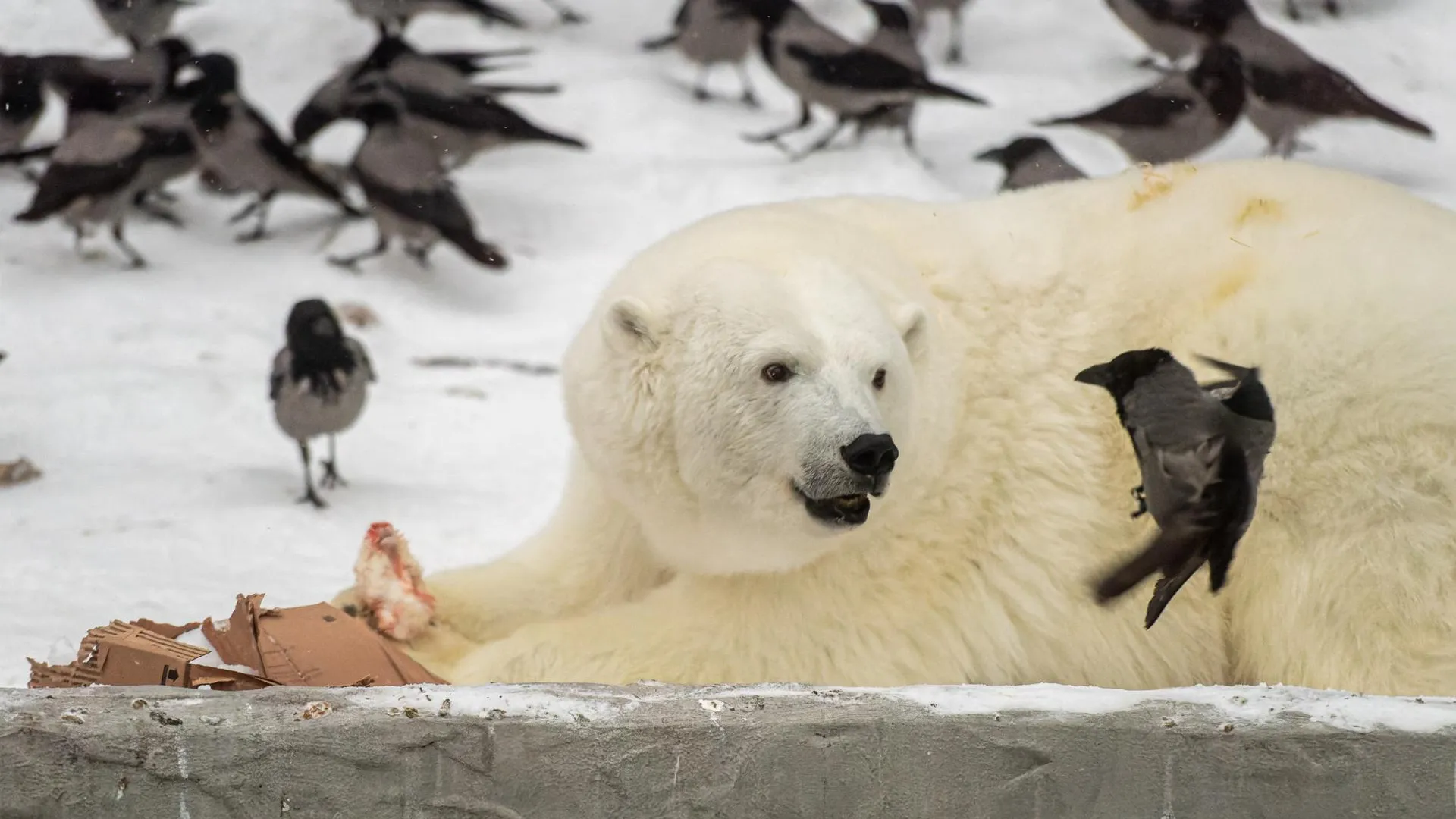 Московский зоопарк подготовил мероприятия в честь юбилея