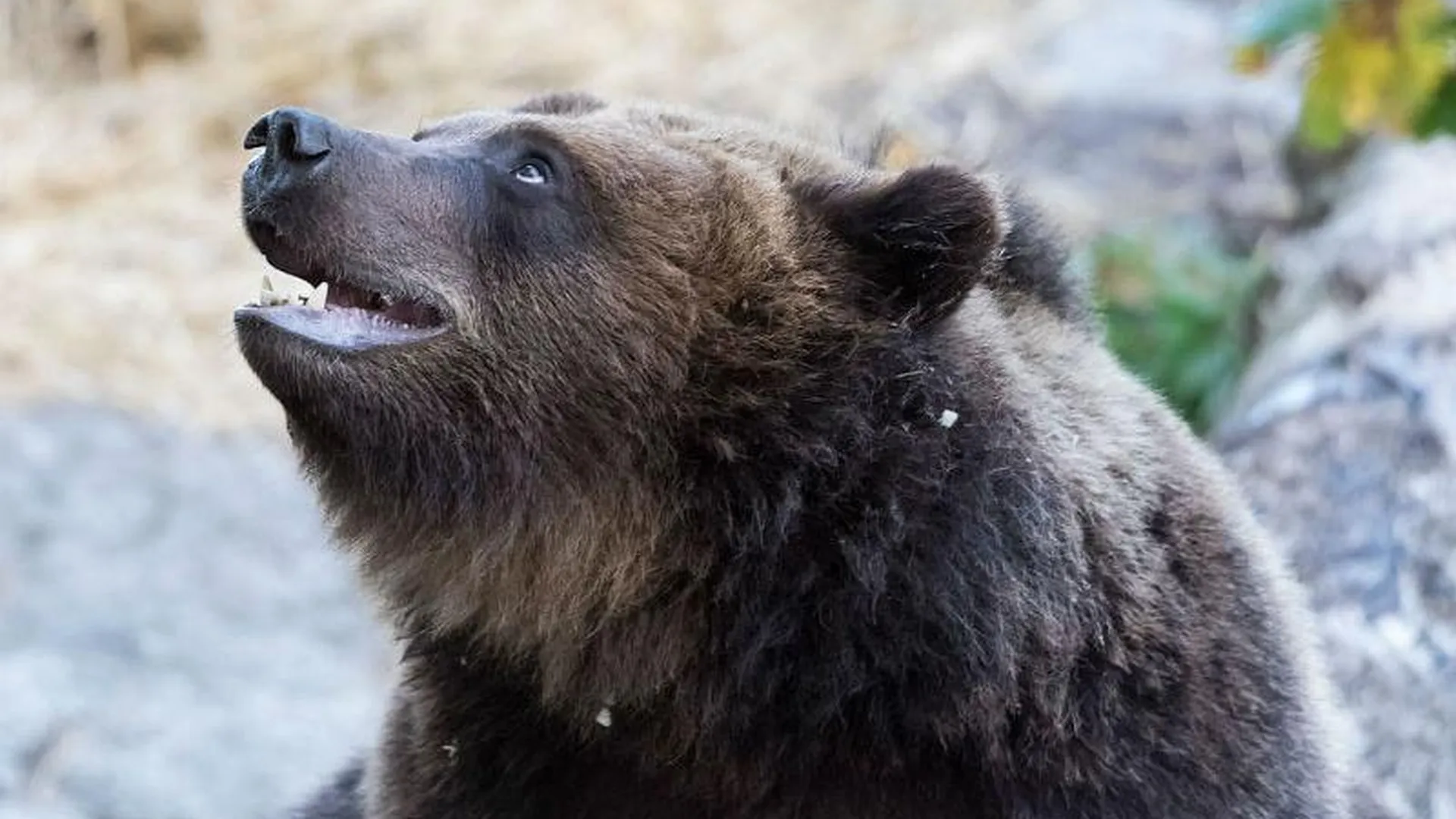 Медведь, спасенный из ресторана, едет в Подмосковье через полстраны