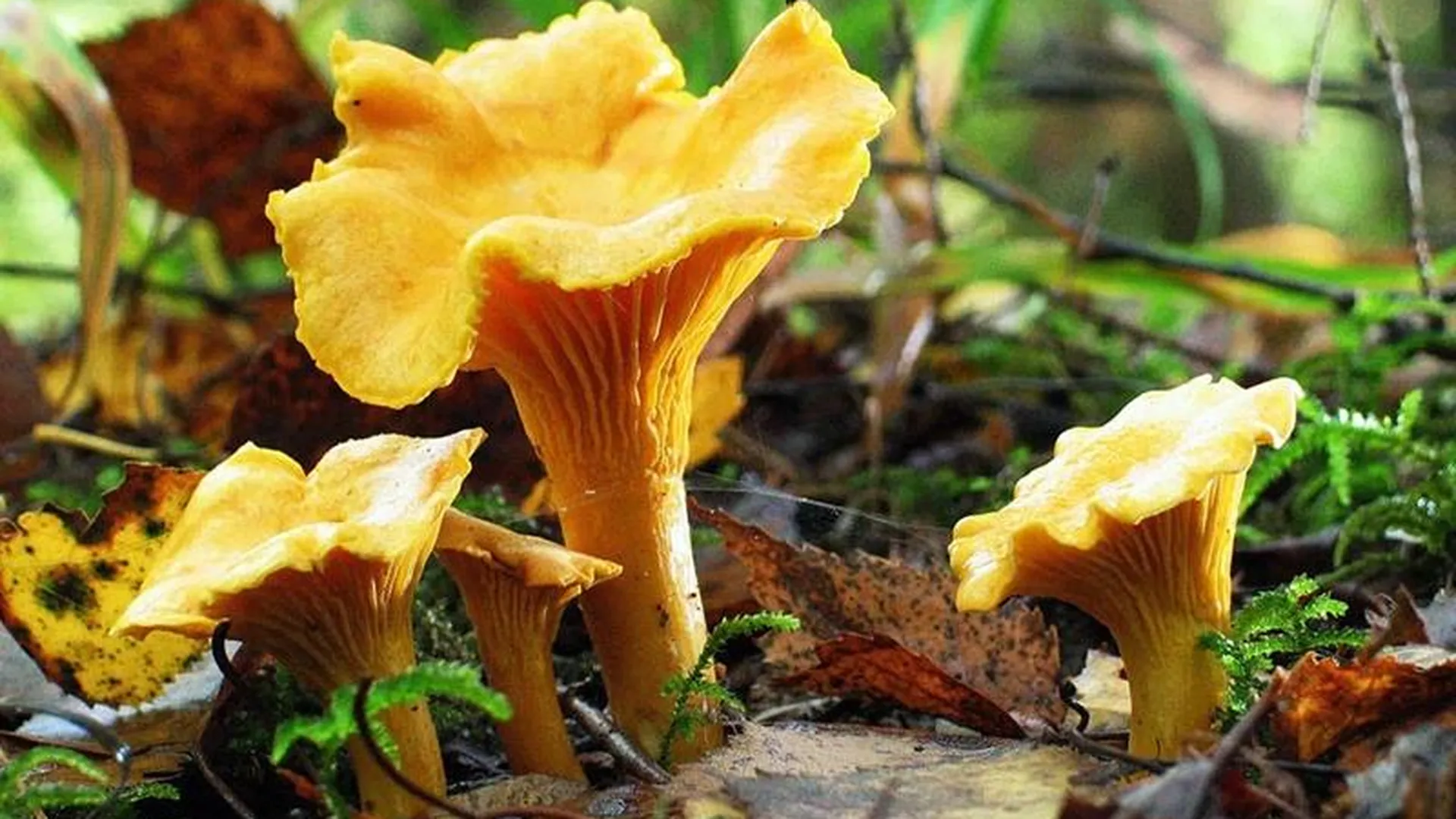 Эксперты называют грибной сезон аномальным и советуют собирать лисички 