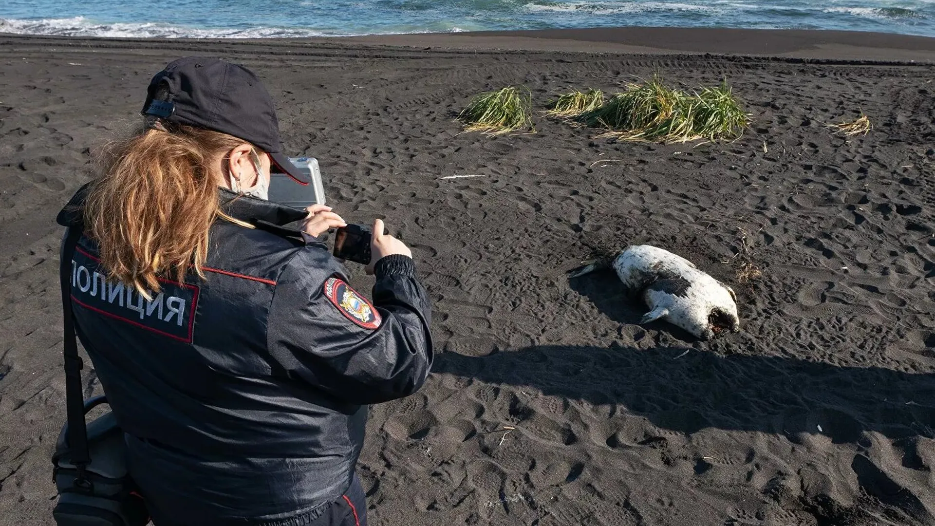 Тюленей и выдр подсчитают на побережье Камчатки