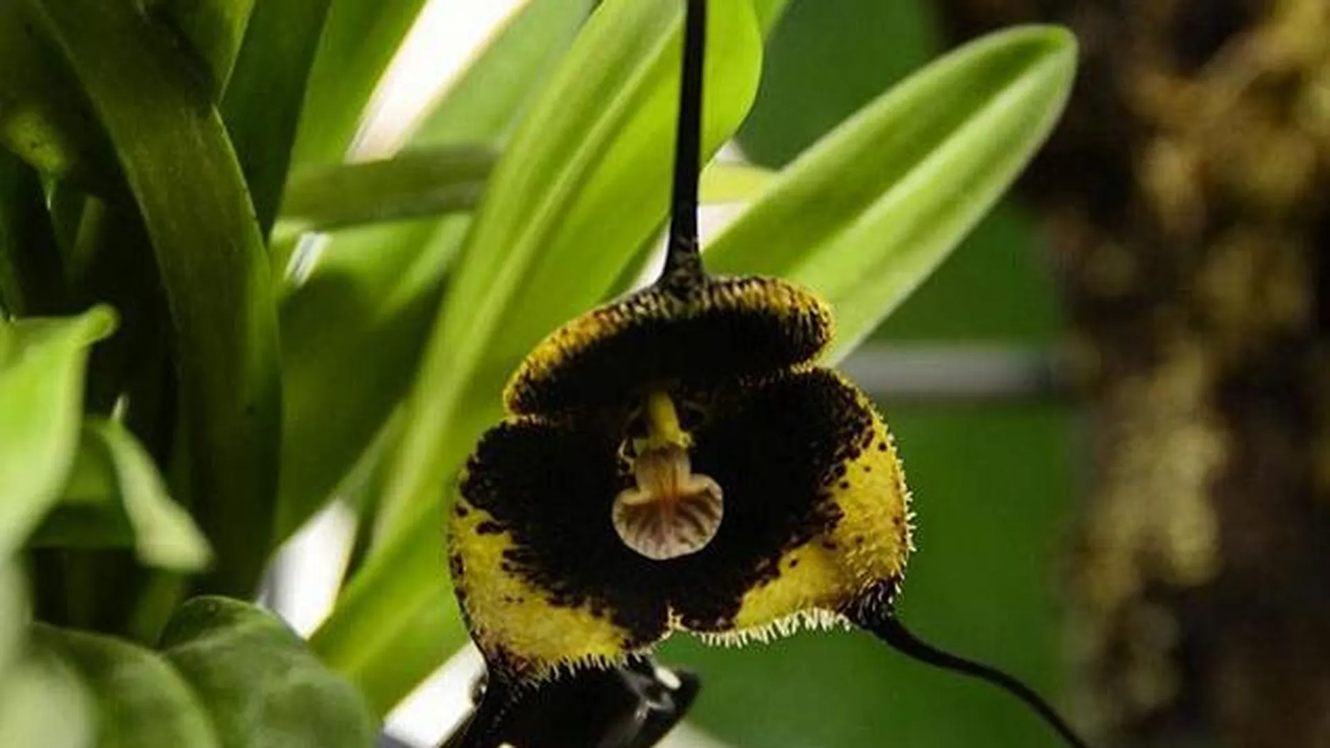 Редкая орхидея Дракула Влад Цепеш расцвела в «Аптекарском огороде»