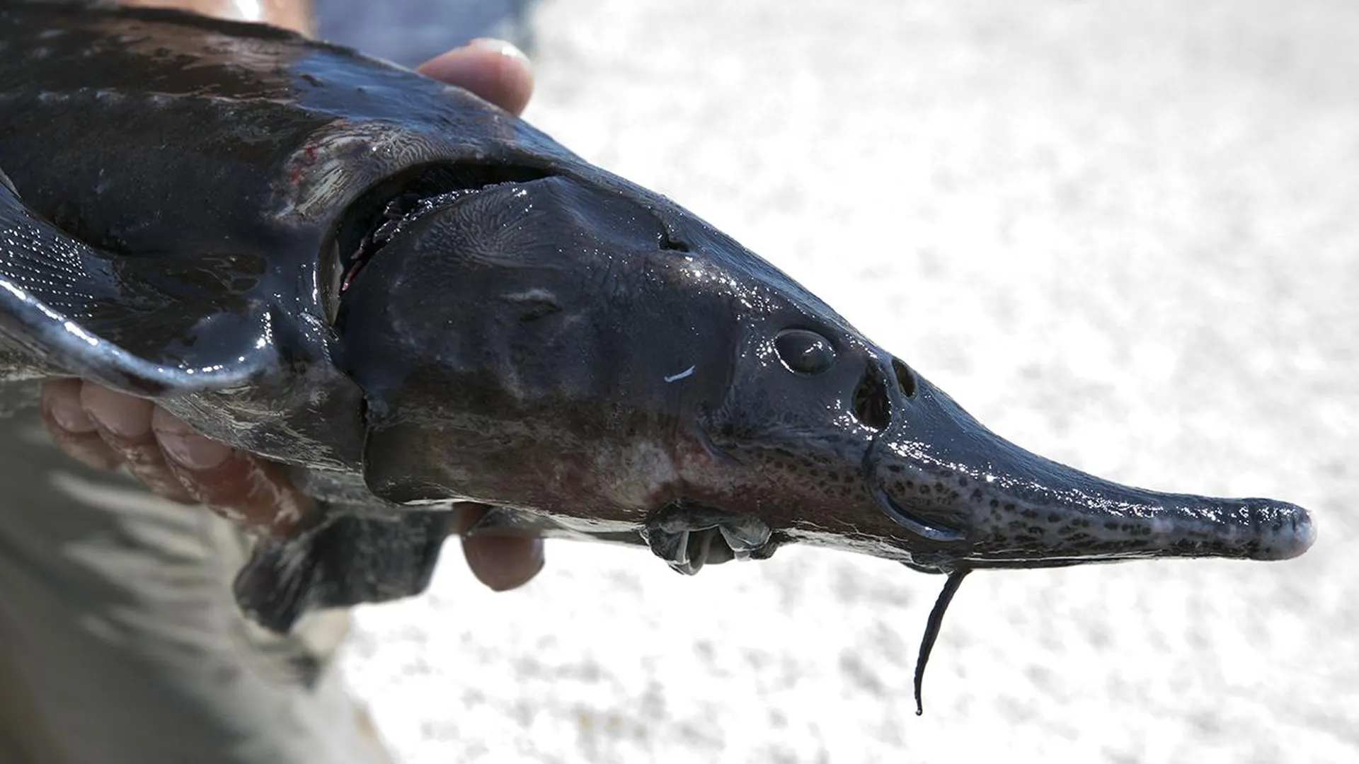 В Красноярском крае в водоемы выпустят полмиллиарда мальков северных рыб