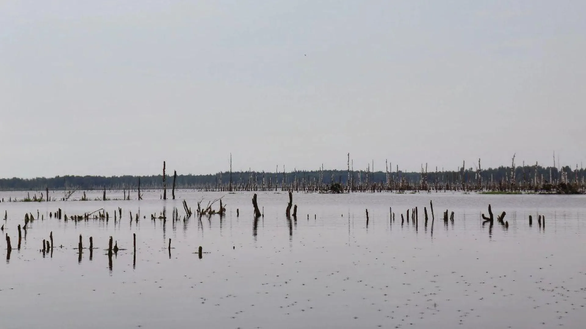 Почти 40 особо ценных водно-болотных угодий насчитывается в Подмосковье
