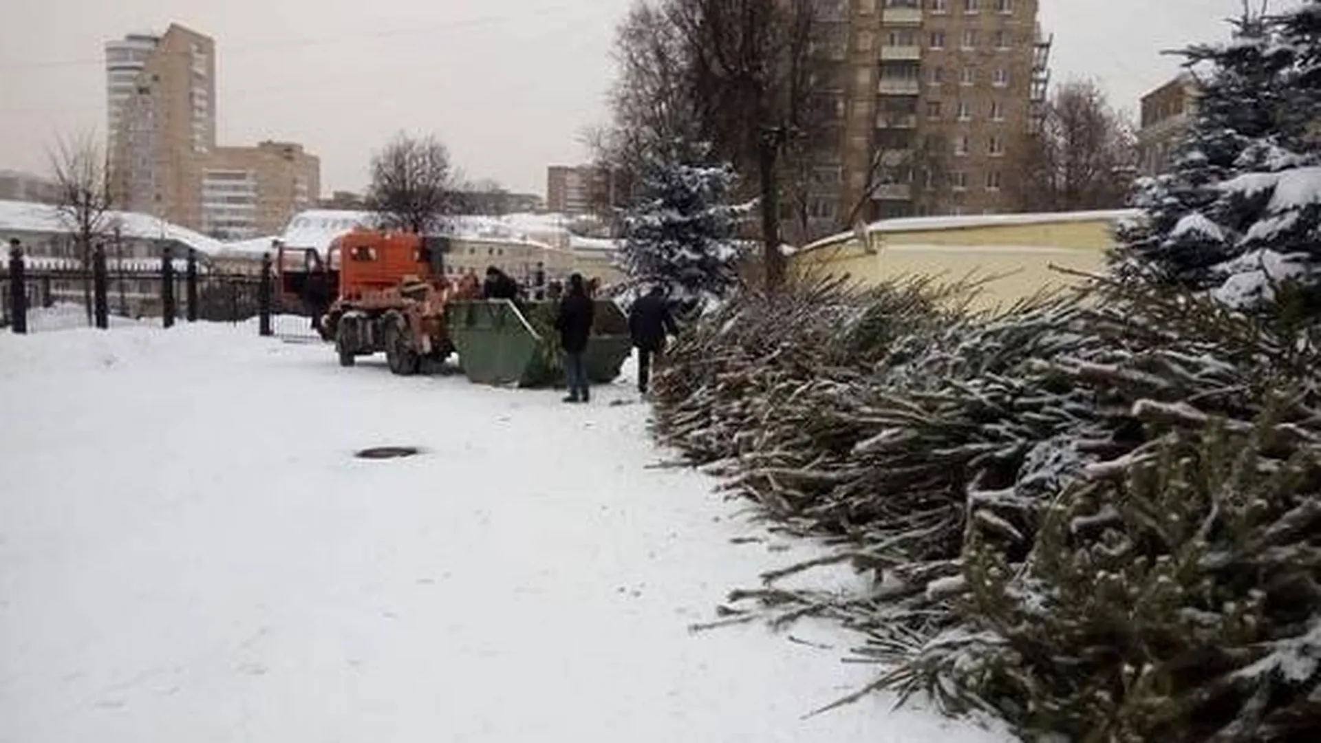 Жителям Подмосковья напомнили о возможности сдать новогоднюю елку на переработку