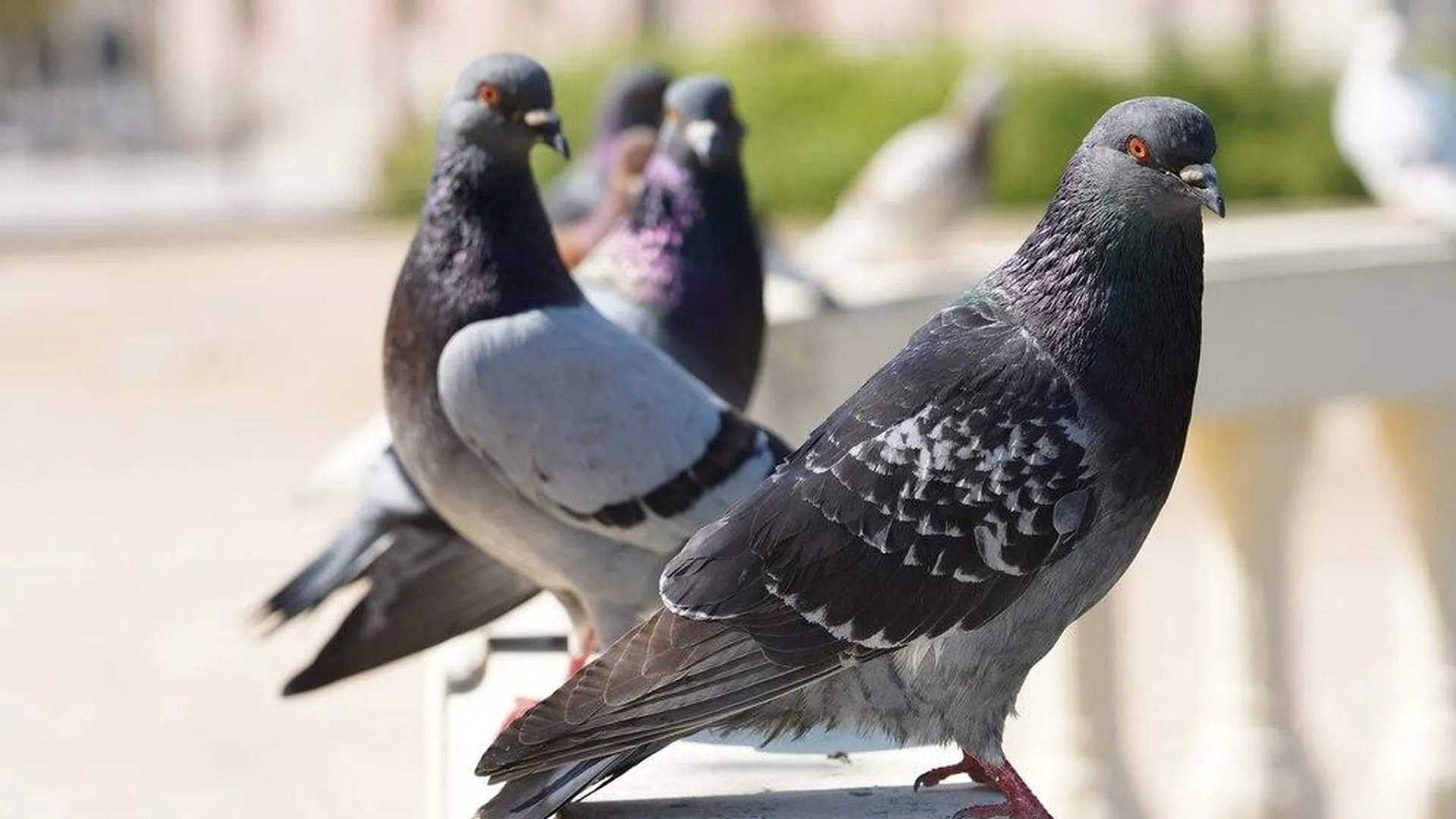 На Кубани нашли мертвыми более 2 тысяч голубей