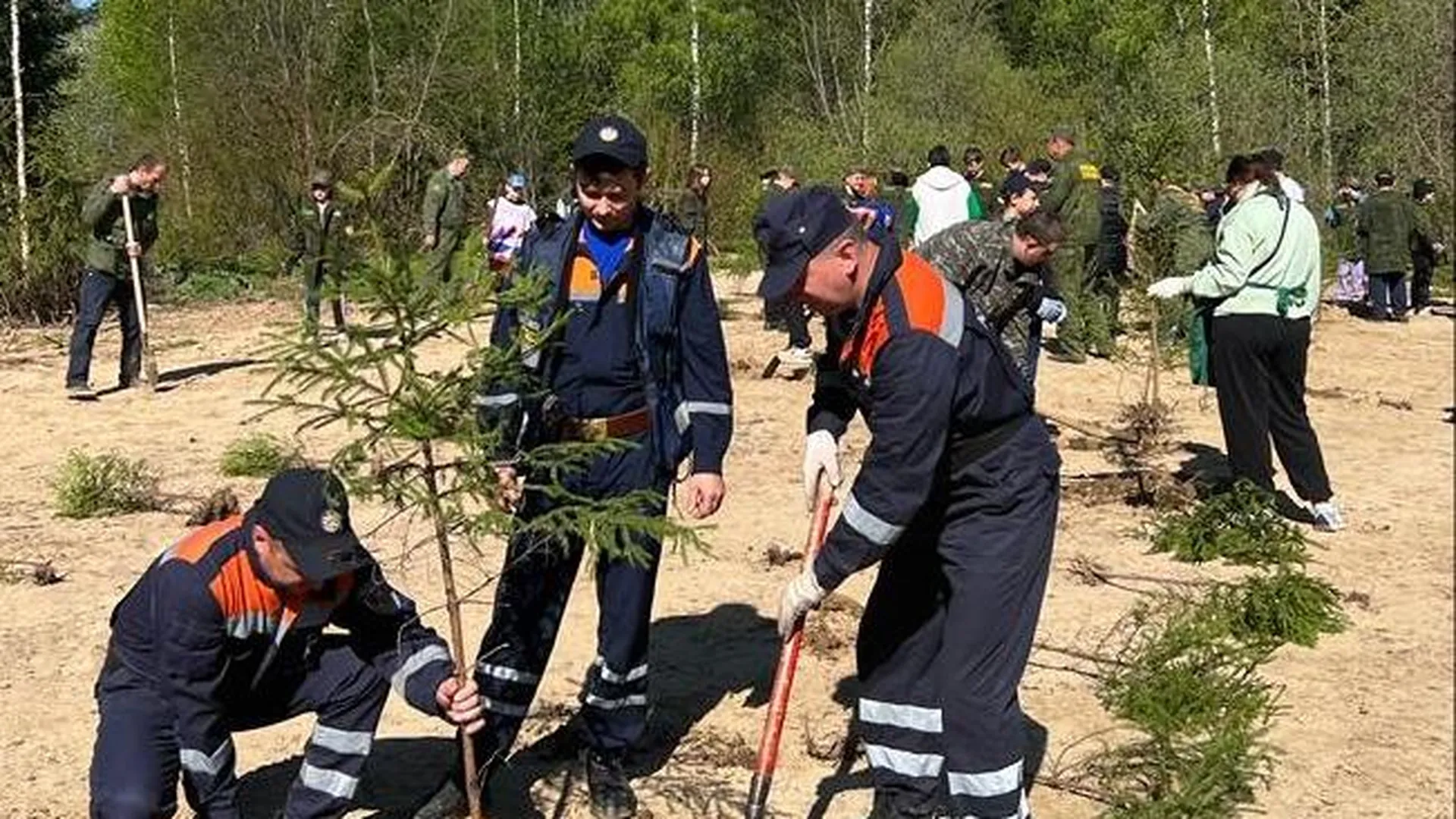 Подмосковные спасатели высадили деревья в память о ветеранах на акции «Лес Победы»