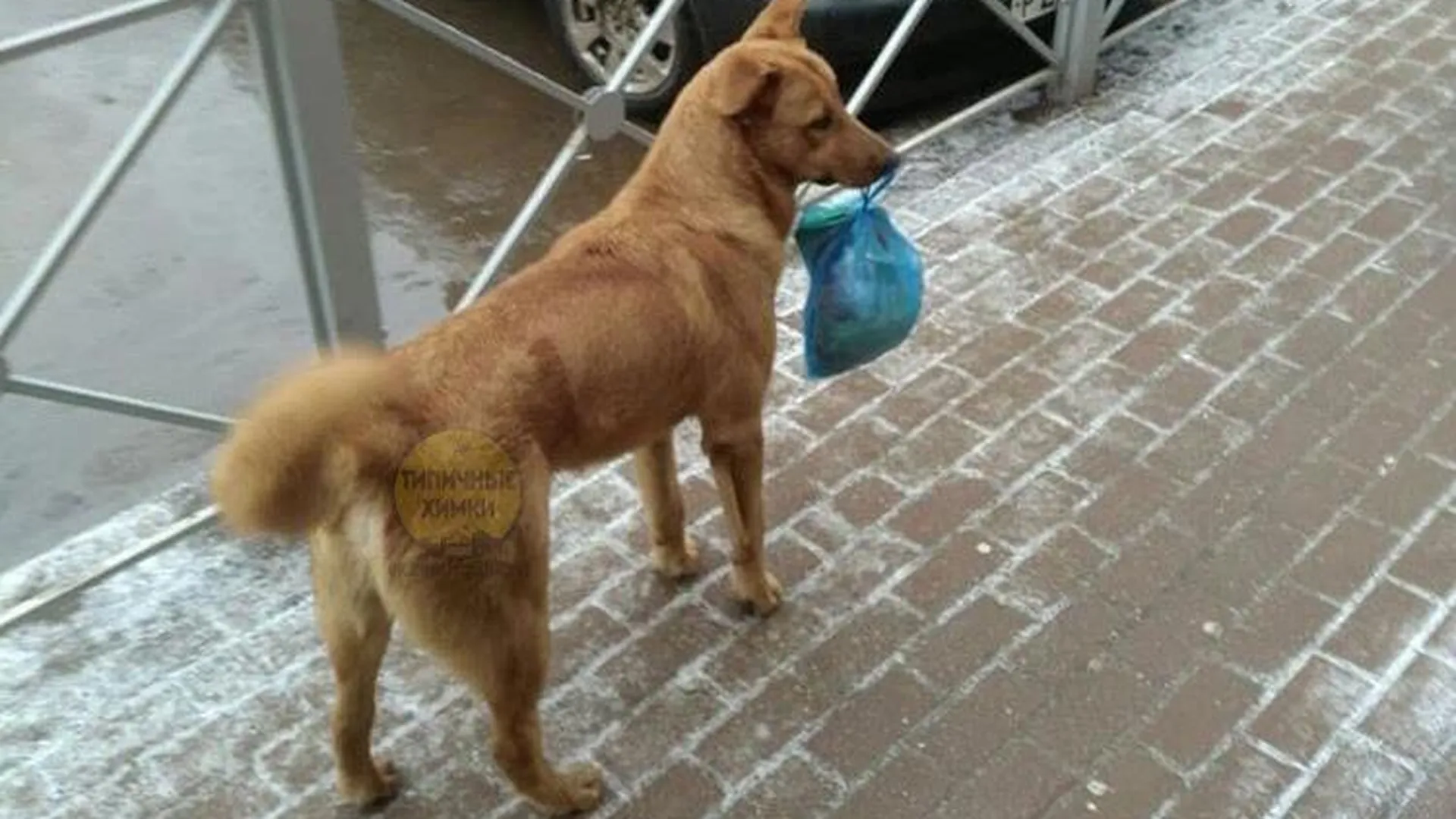 Культурная собака выносит мусор в Химках