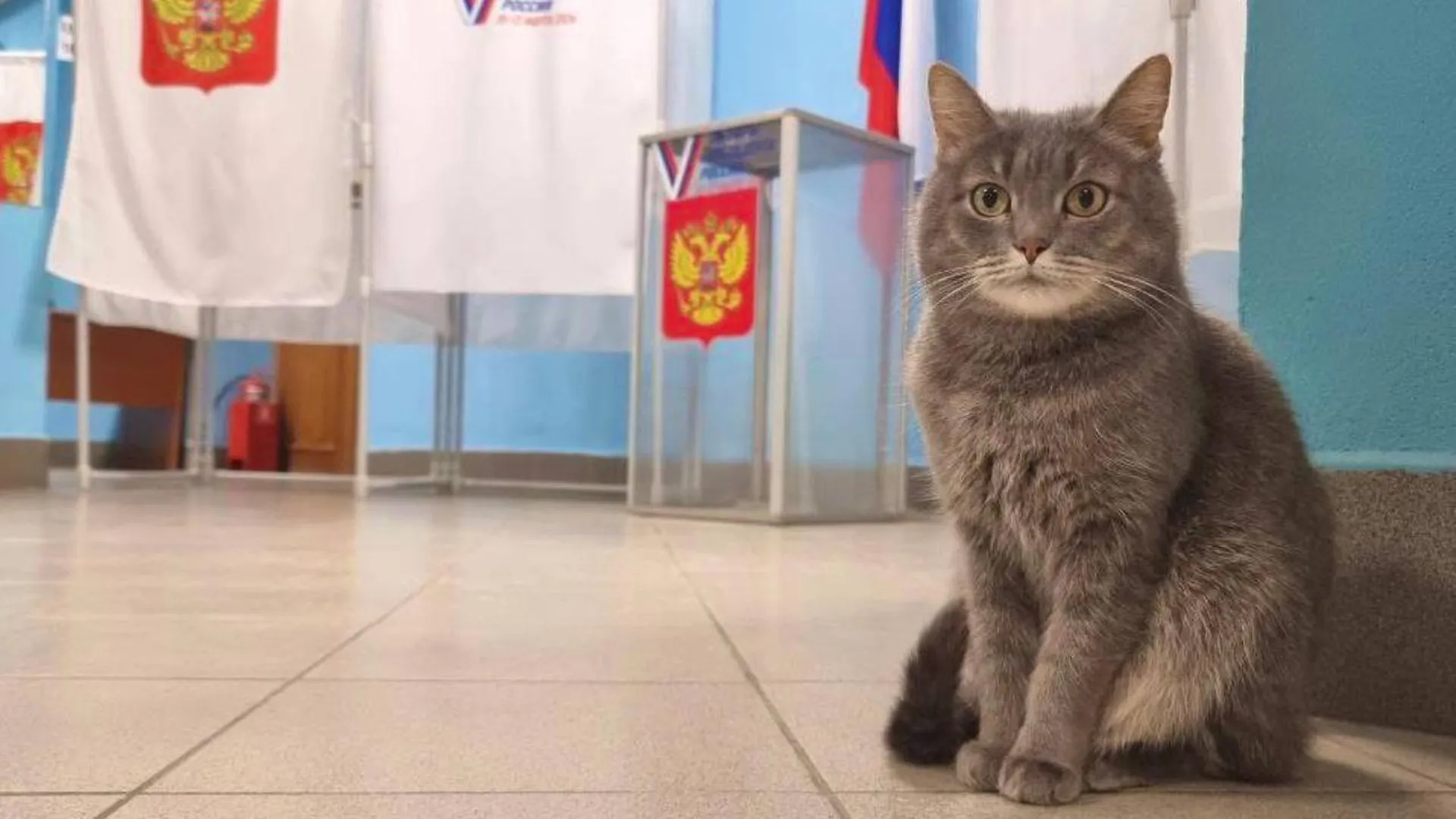 Кошка Маша вернулась к работе на избирательном участке в Волоколамске