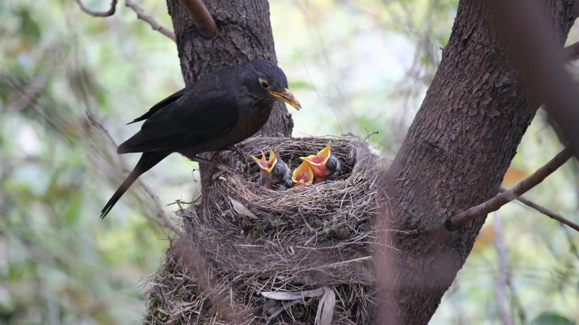 Жителей Подмосковья призвали не тревожить птиц в период гнездования