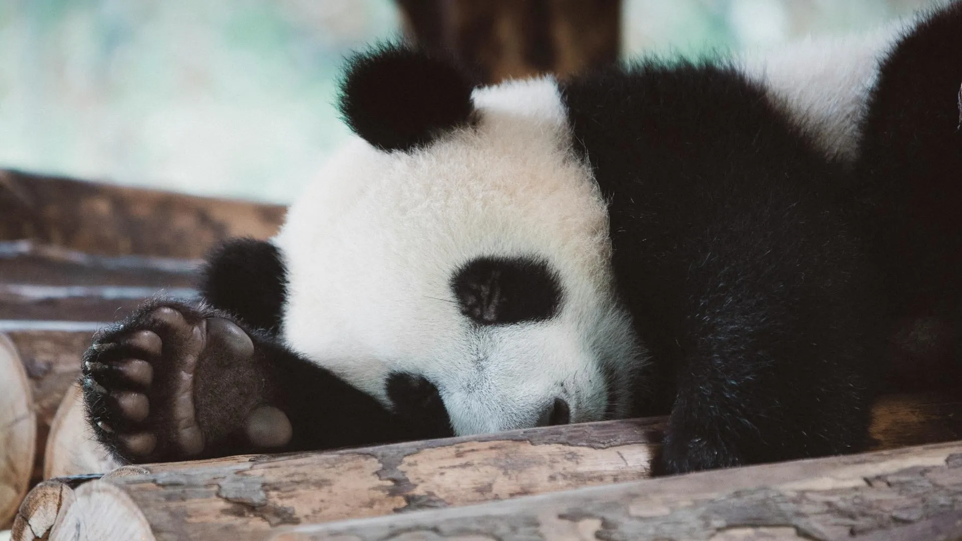 Гендиректор Московского зоопарка рассказала о русском характере панды Катюши