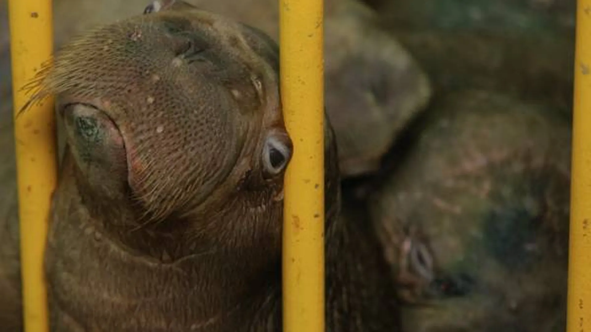 Моржат из приморской «китовой тюрьмы» отправят жить в Московский зоопарк