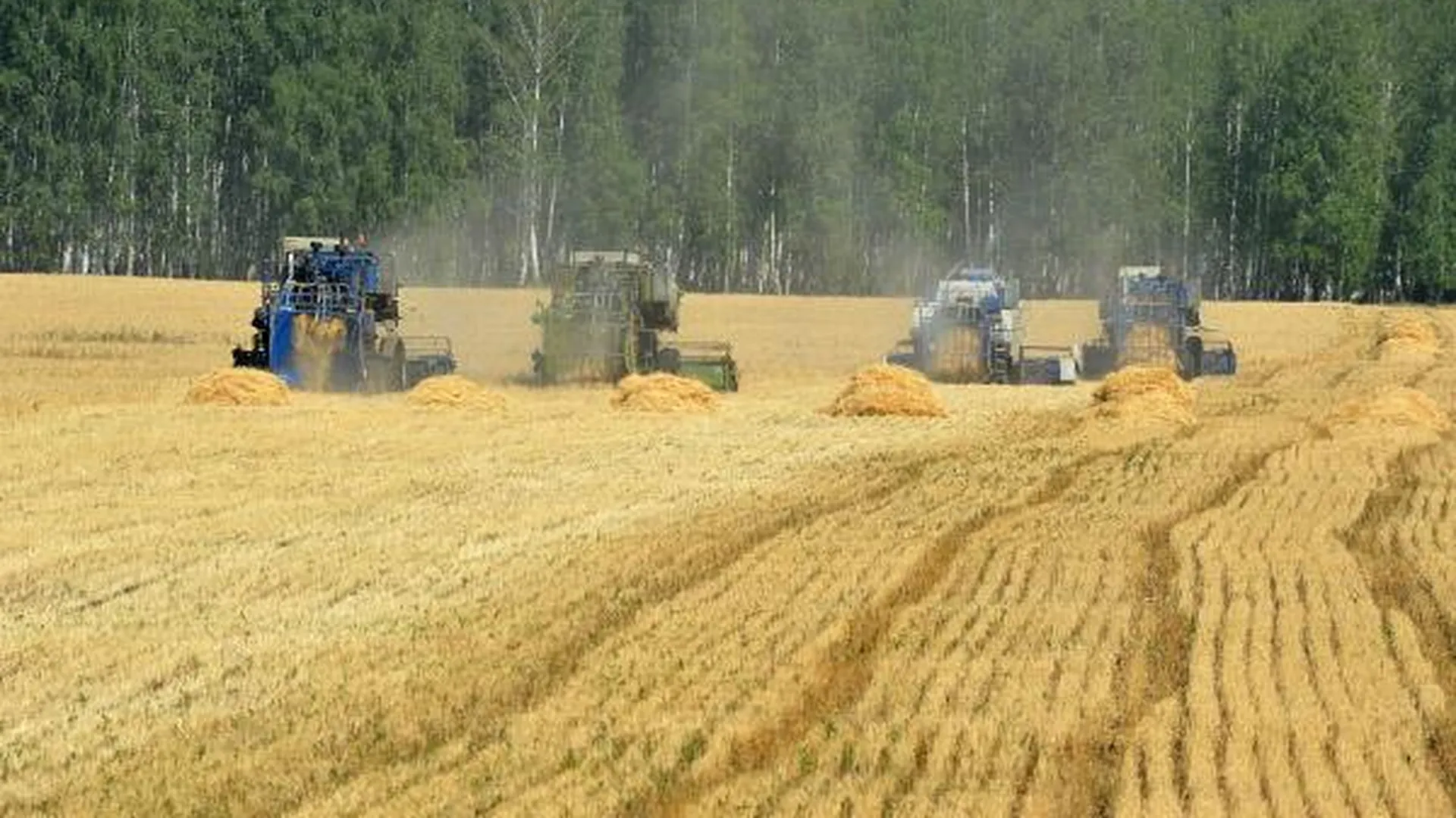 В области убрали первые 250 га озимой пшеницы 