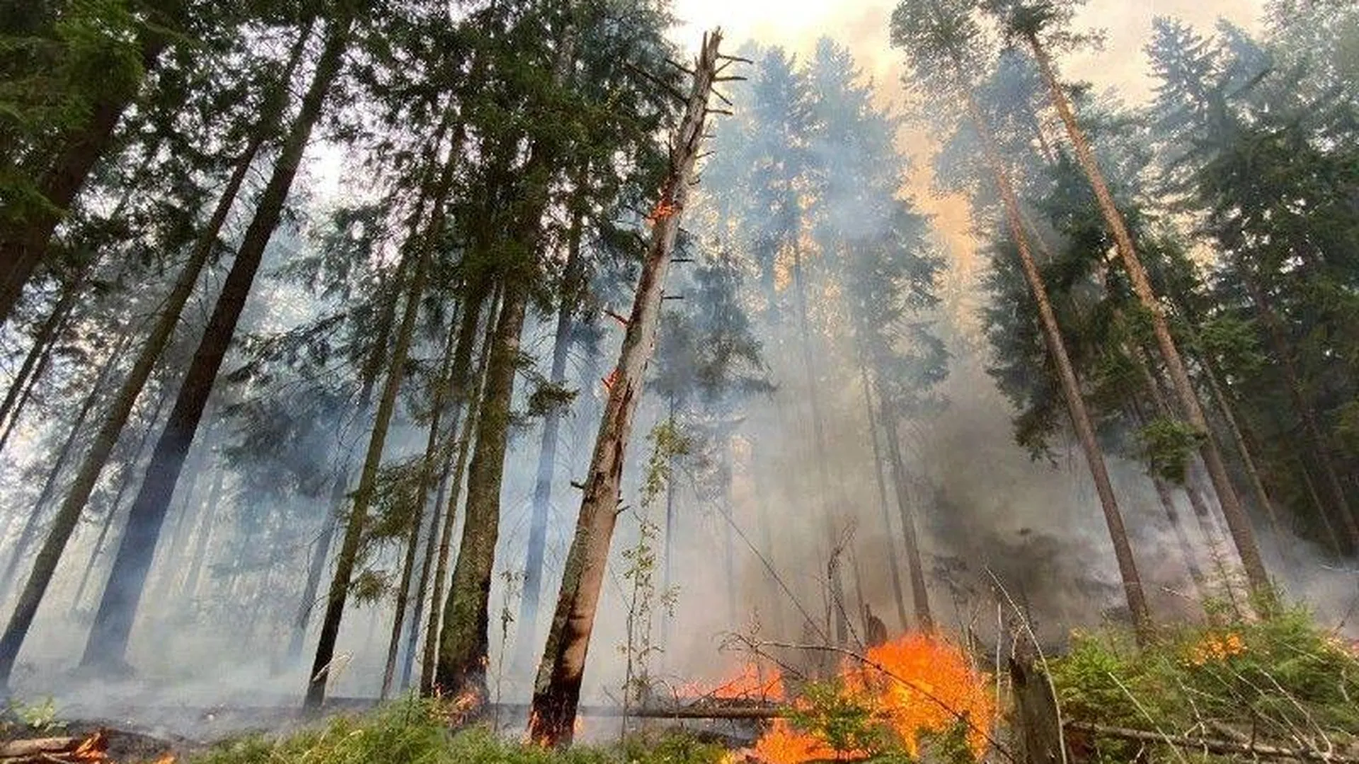 Волнуют и радуют побывать в лесу. Пожар в лесу. Лес в огне. Подмосковье пожар в лесу. Лес после пожара.