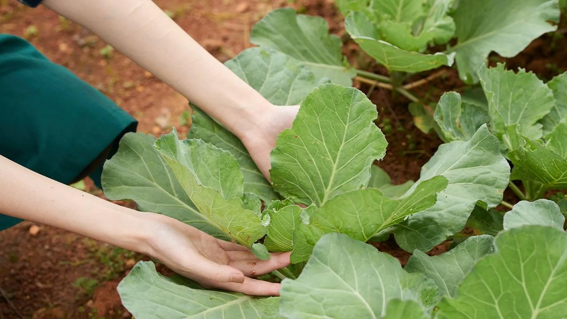 Источник полезных веществ: как использовать варенье в саду и огороде