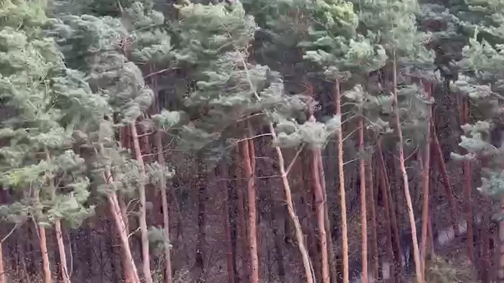 Сильный ветер повалил деревья в Москве